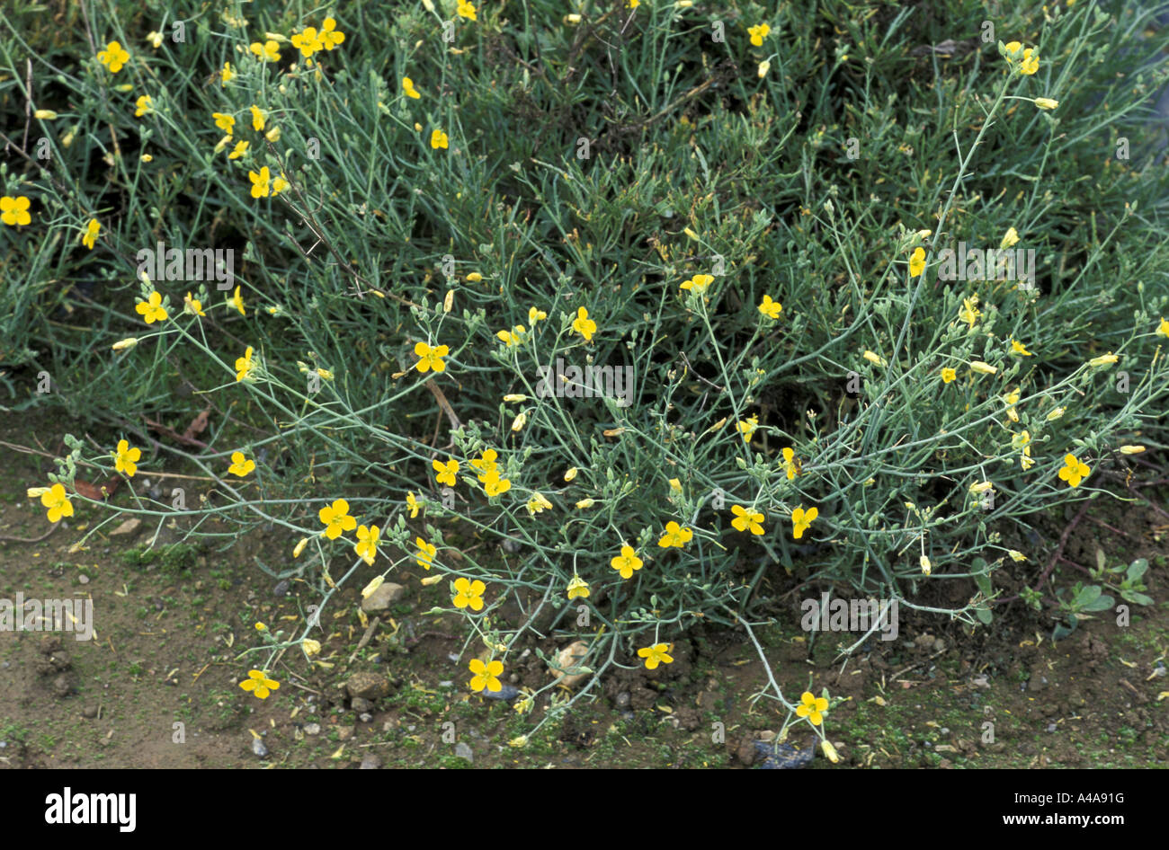 Diplotaxis tenuifolia Stock Photo