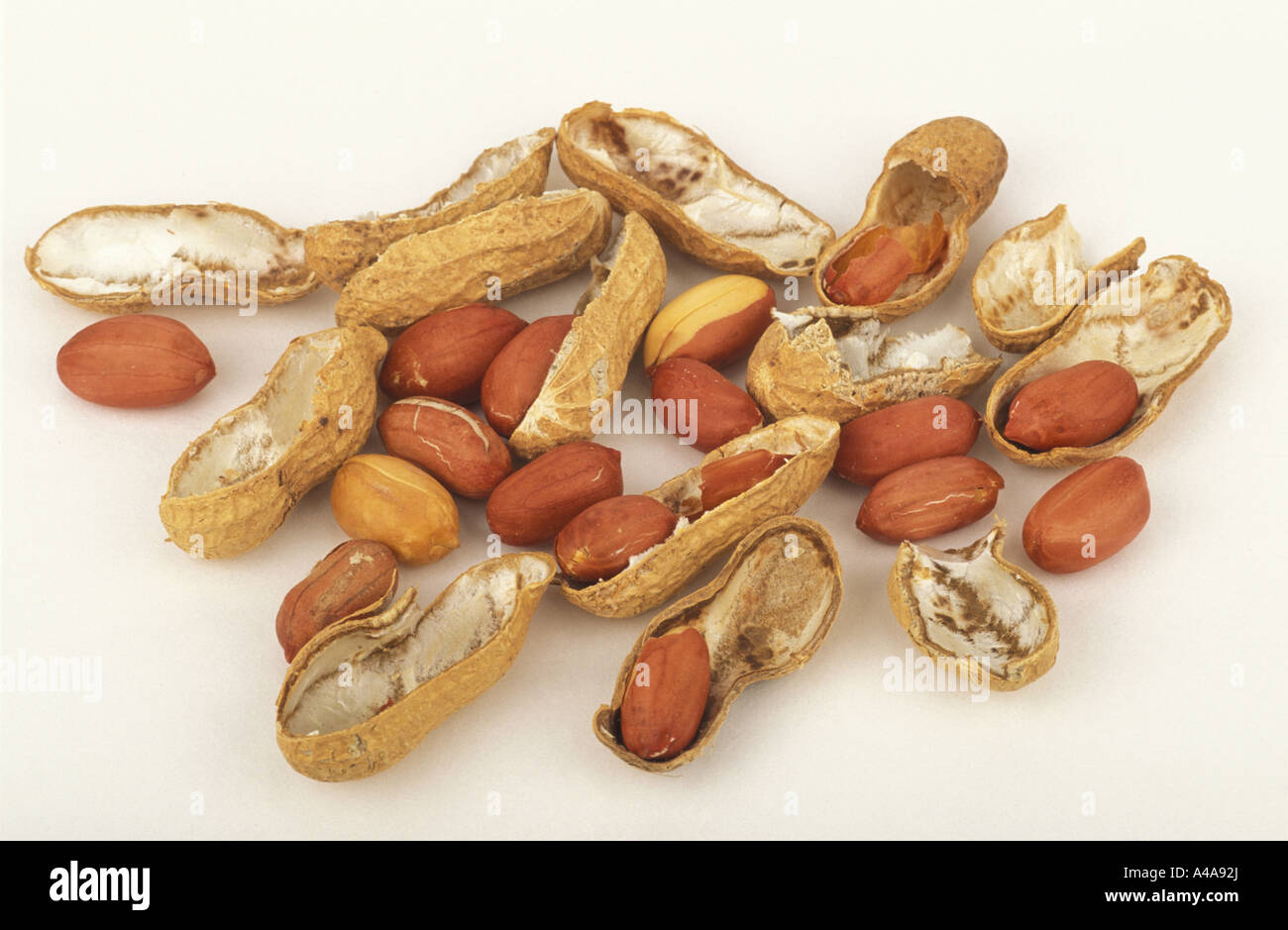 Arachis hypogaea Stock Photo