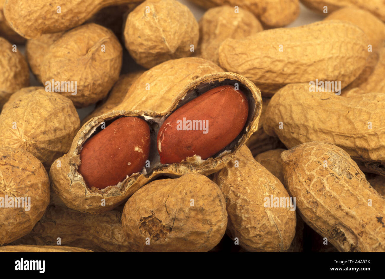 Arachis hypogaea Stock Photo