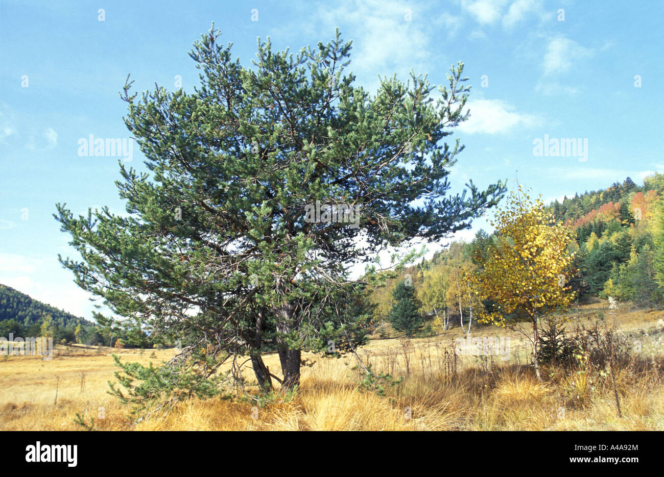 Pinus sylvestris hi-res stock photography and images - Alamy