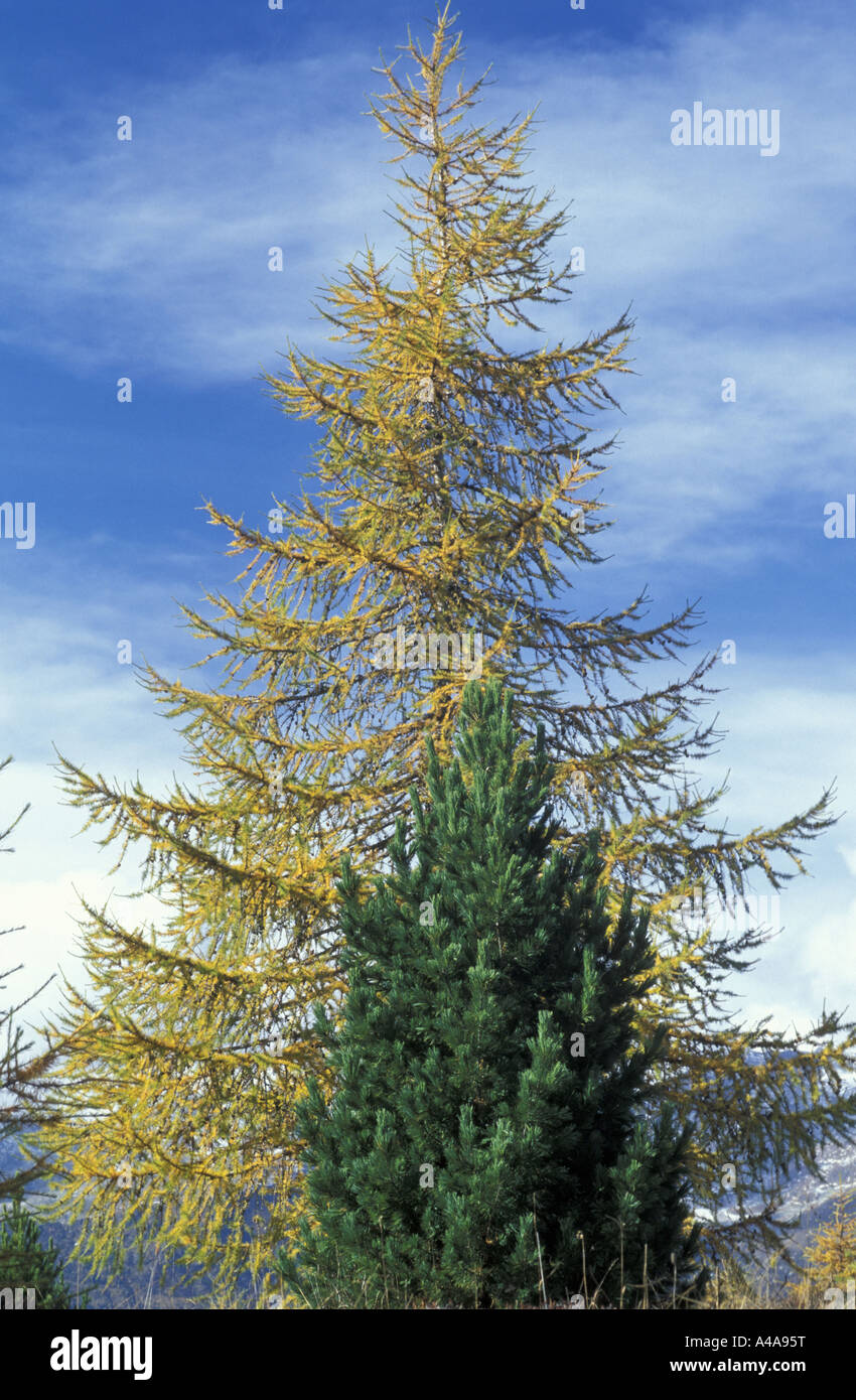 Larix decidua and Pinus Cembra Stock Photo