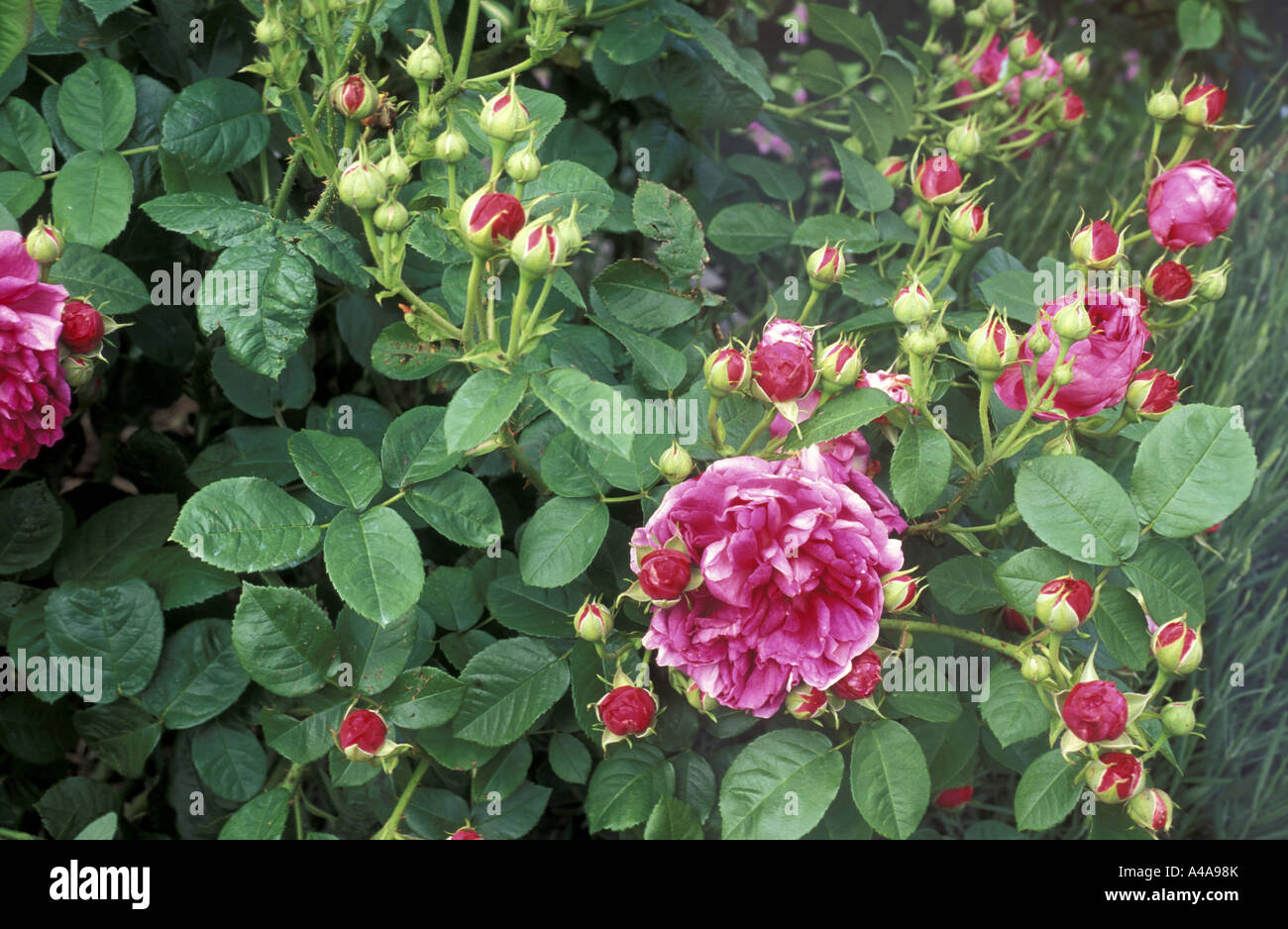 Rosa Portland Jacques Cartier Stock Photo - Alamy