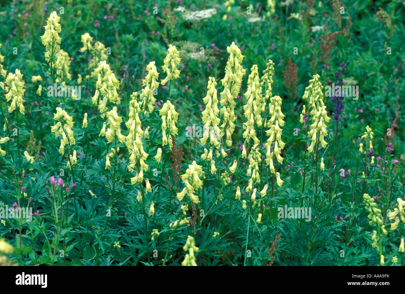 Aconitum vulparia Stock Photo