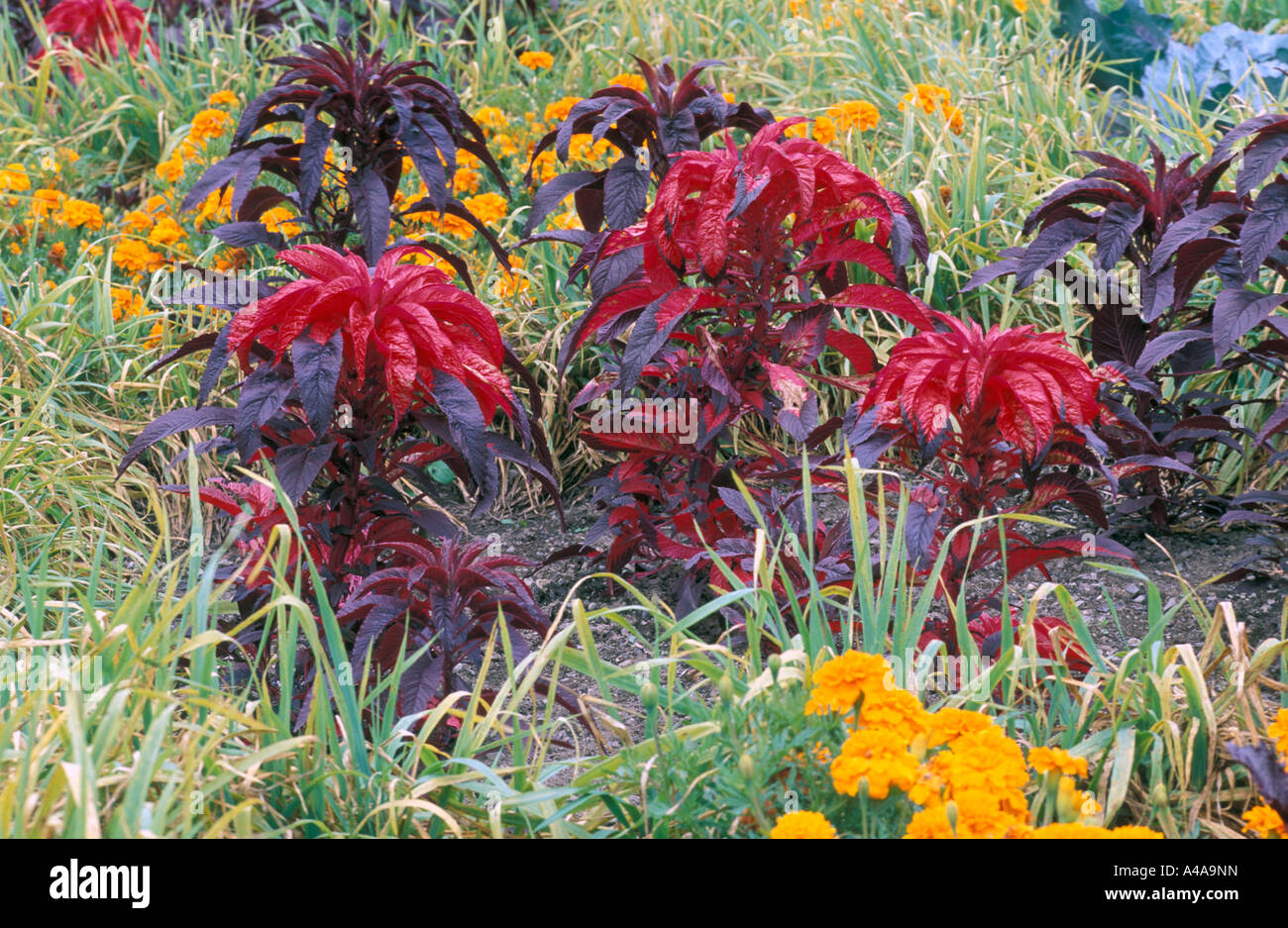 Amaranthus tricolor Illumination Stock Photo