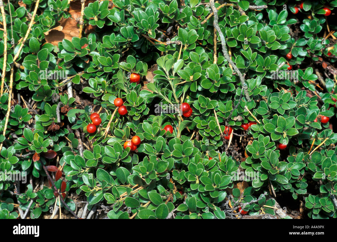 Arctostaphylos uva ursi Stock Photo Alamy