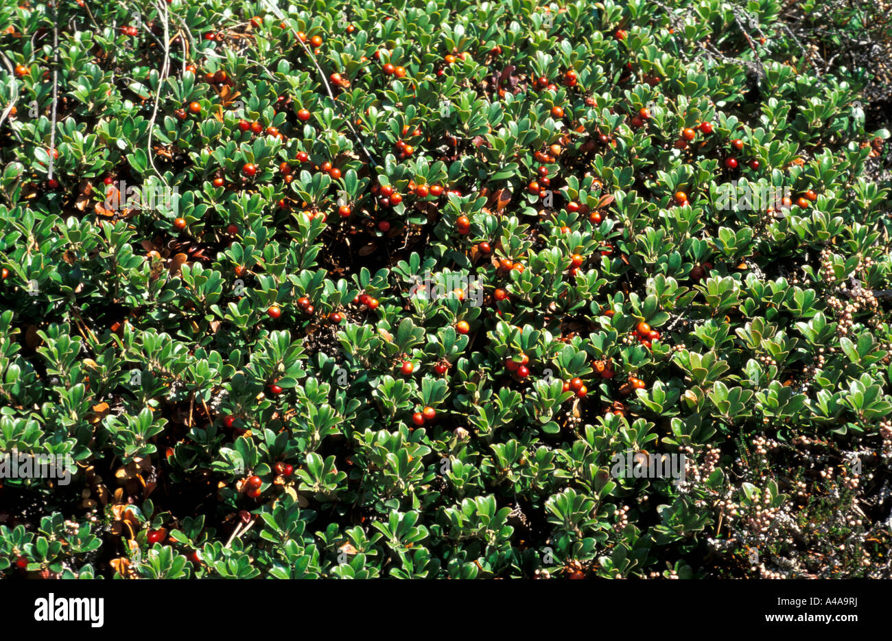 Arctostaphylos uva ursi Stock Photo - Alamy