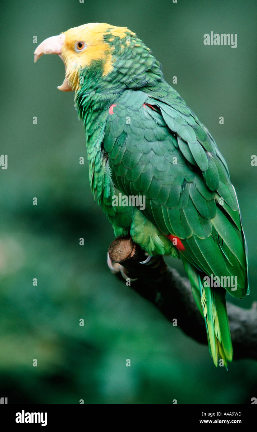 Parrot yawning hires stock photography and images Alamy