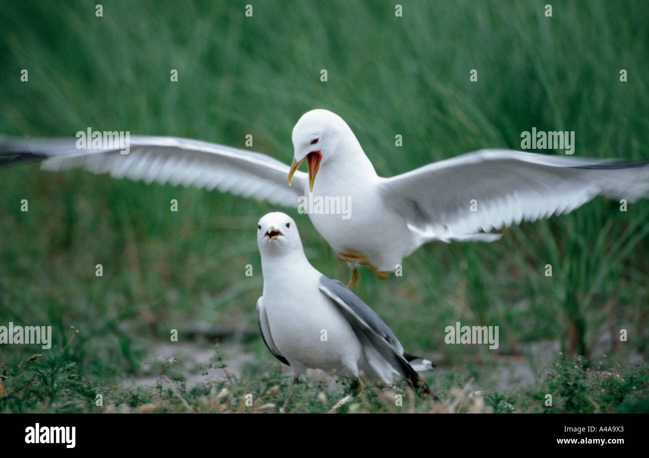Common Gull / Mew Gull Stock Photo