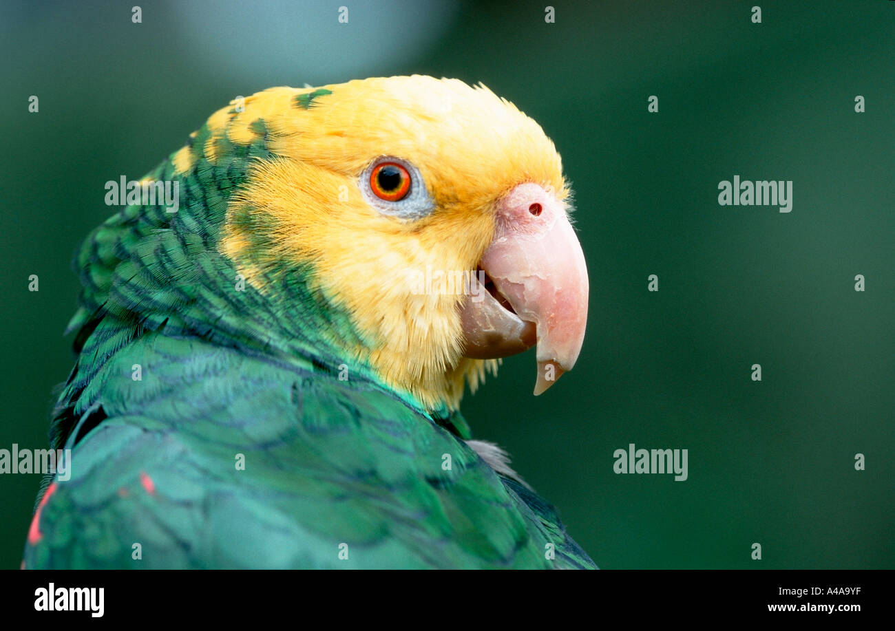 Double Yellowheaded Amazon Stock Photo Alamy