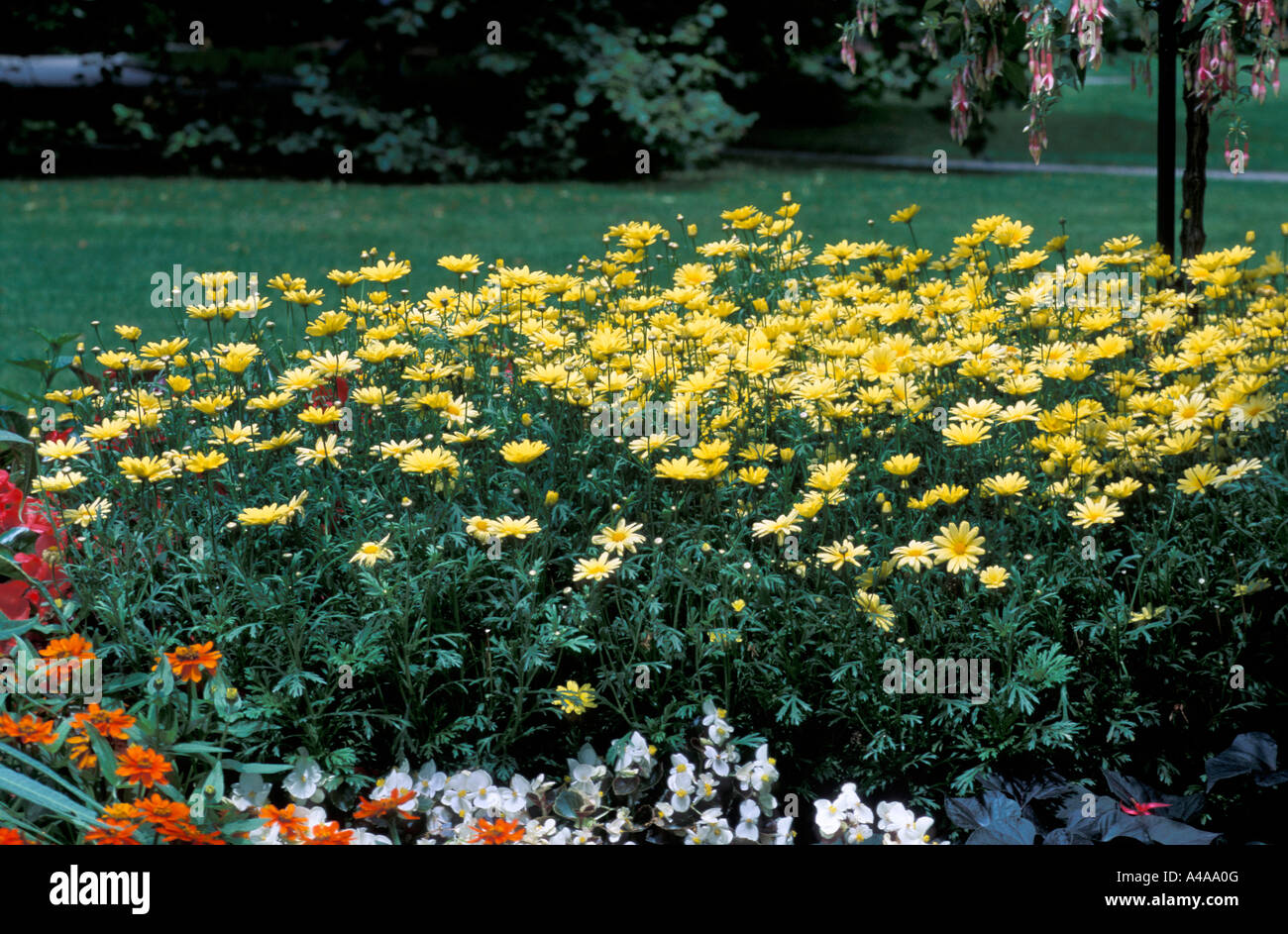 Argyranthemum frutescens Jamaica primrose Stock Photo