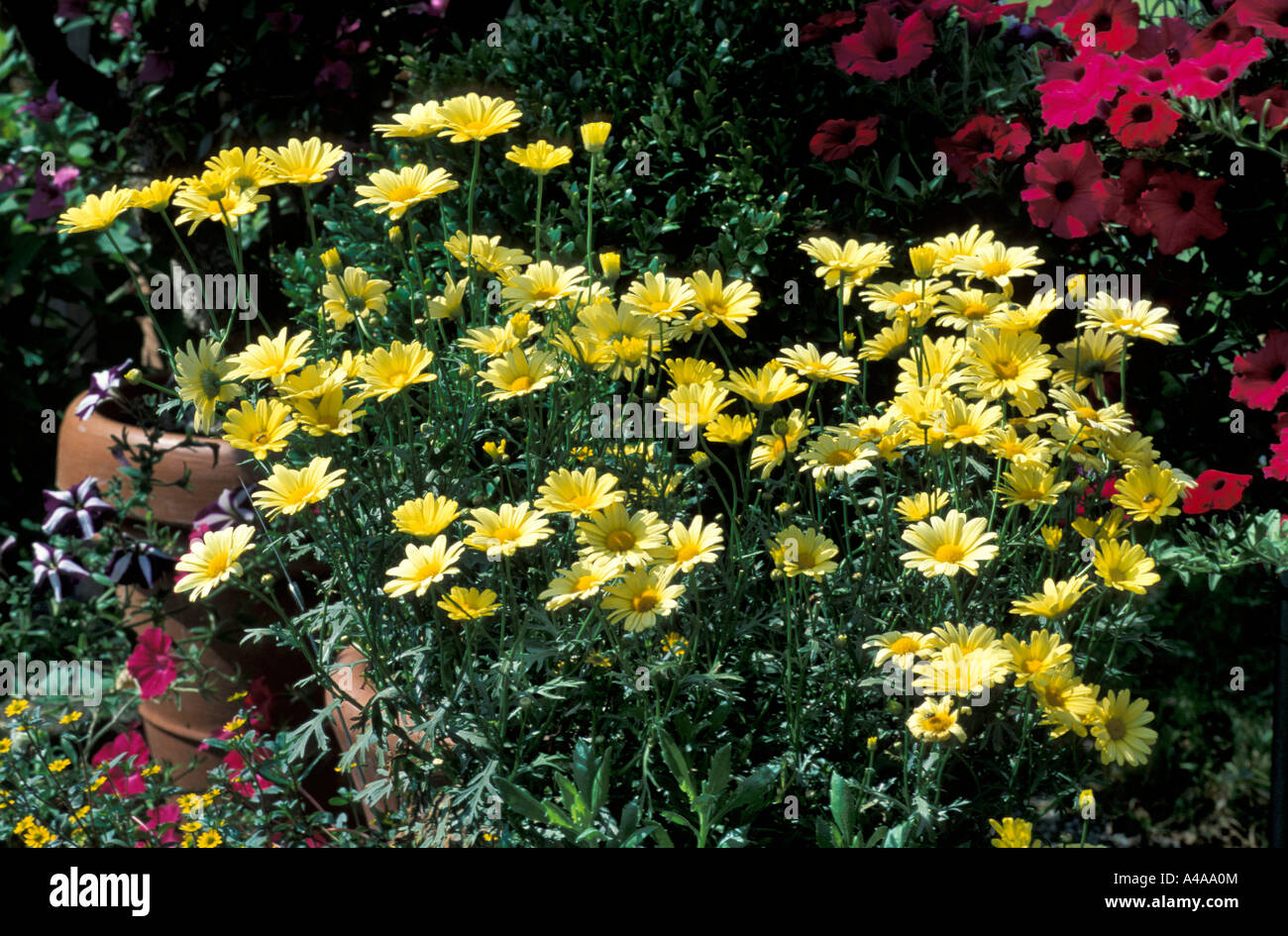Argyranthemum Butterfly Stock Photo