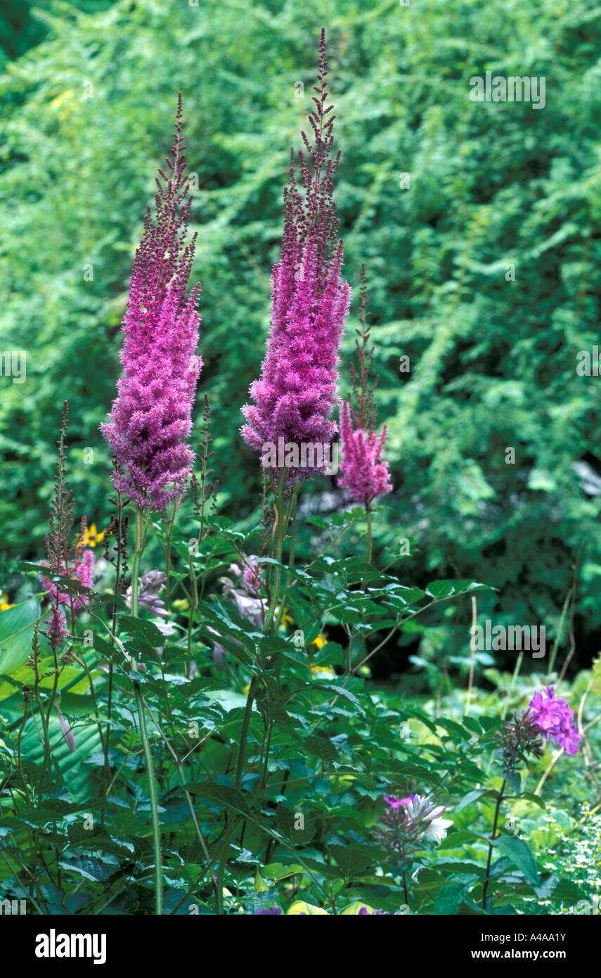 Astilbe Chinensis var Taquetii Stock Photo