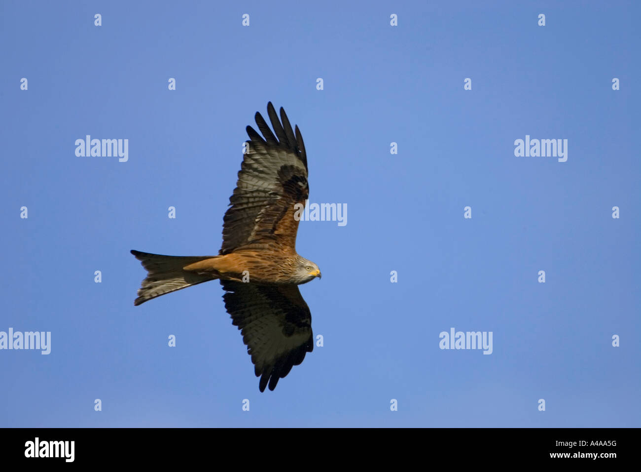 Red Kite in flight Stock Photo Alamy