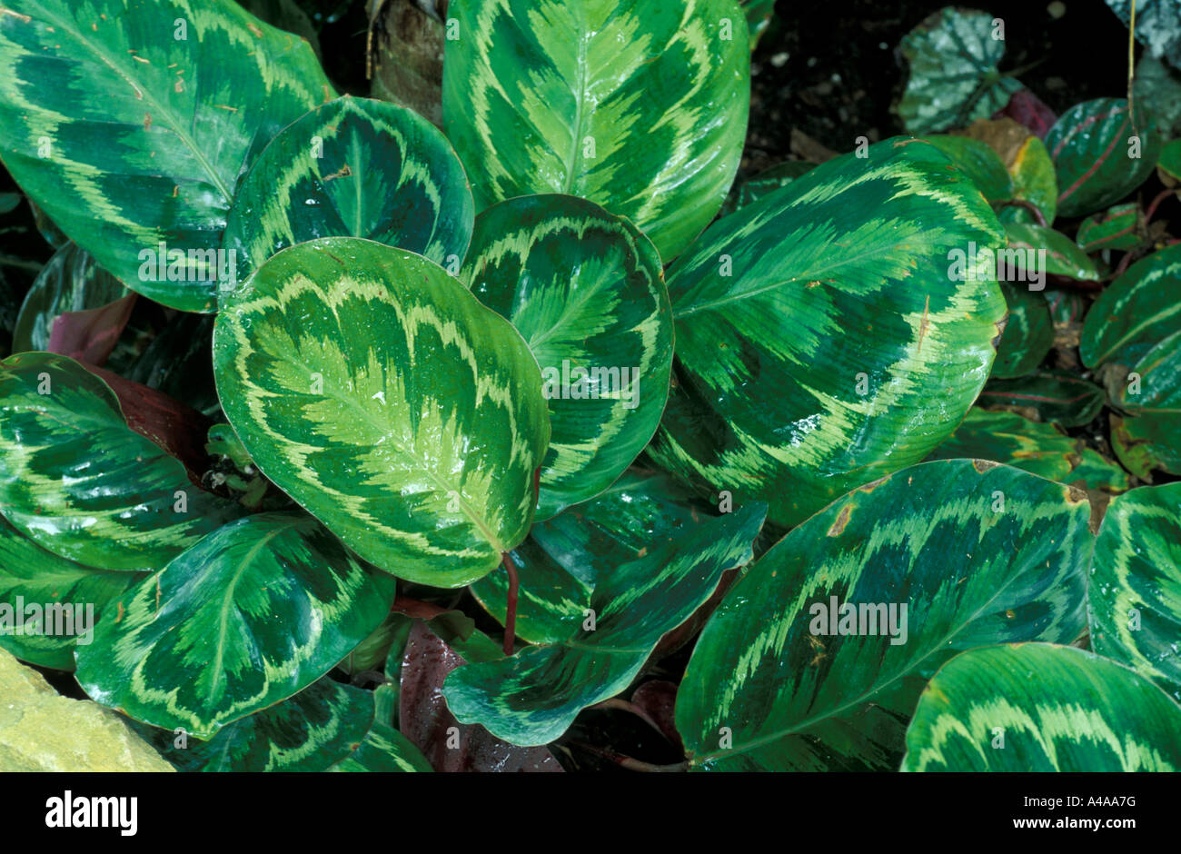 Calathea roseo picta Illustris Stock Photo