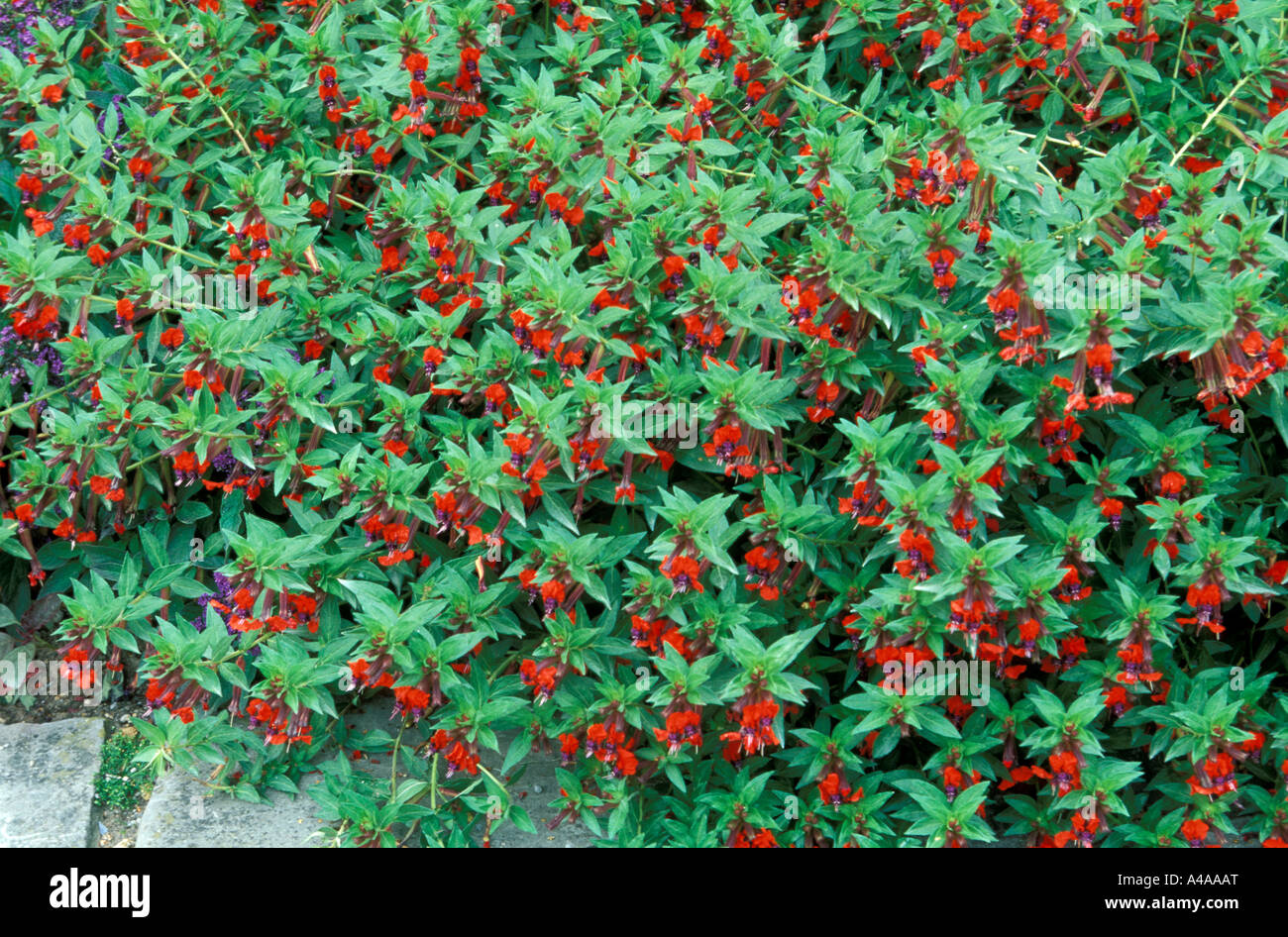 Cuphea Tiny Mice Stock Photo Alamy