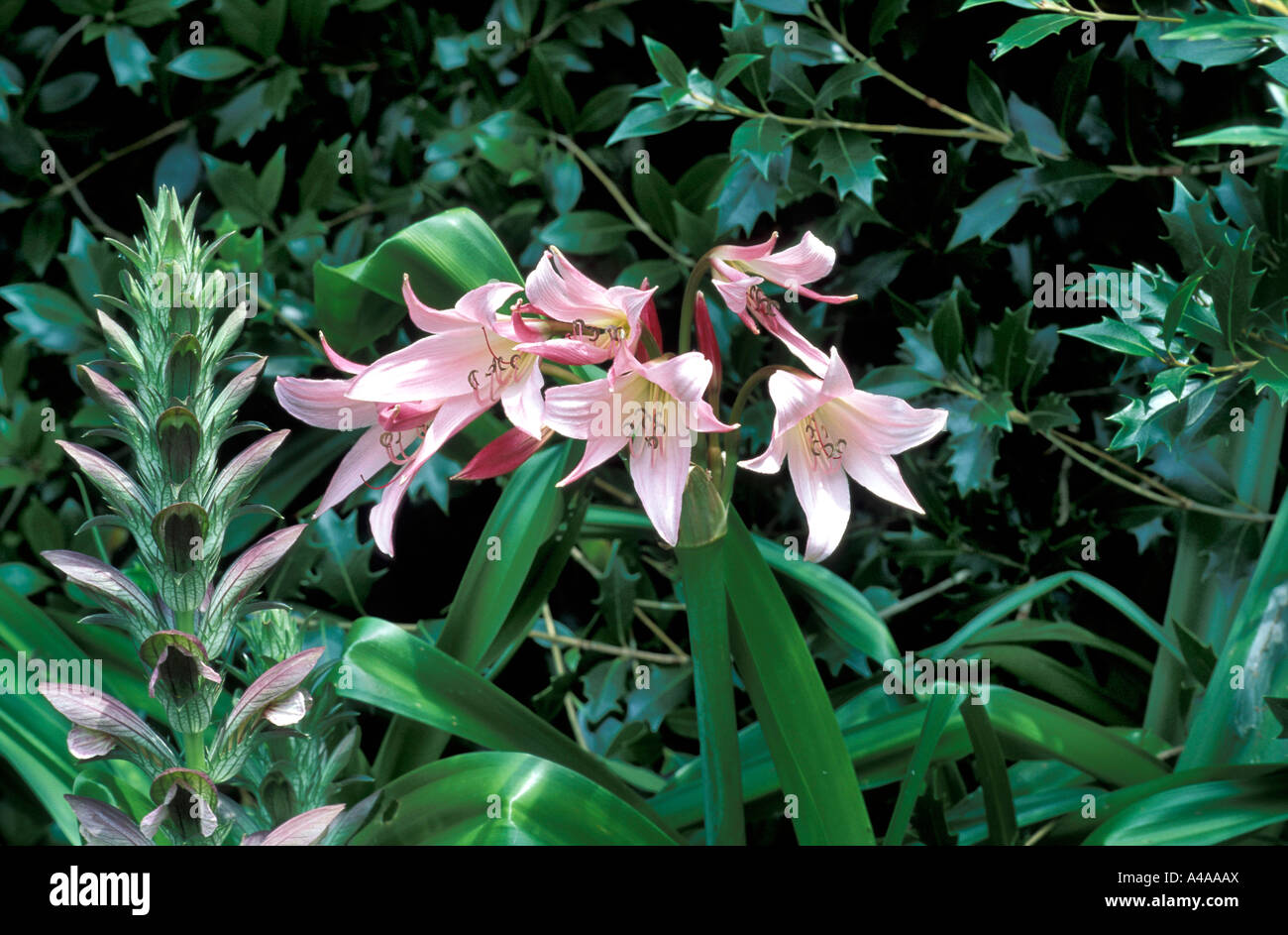 Crinum x Powellii Roseum Stock Photo