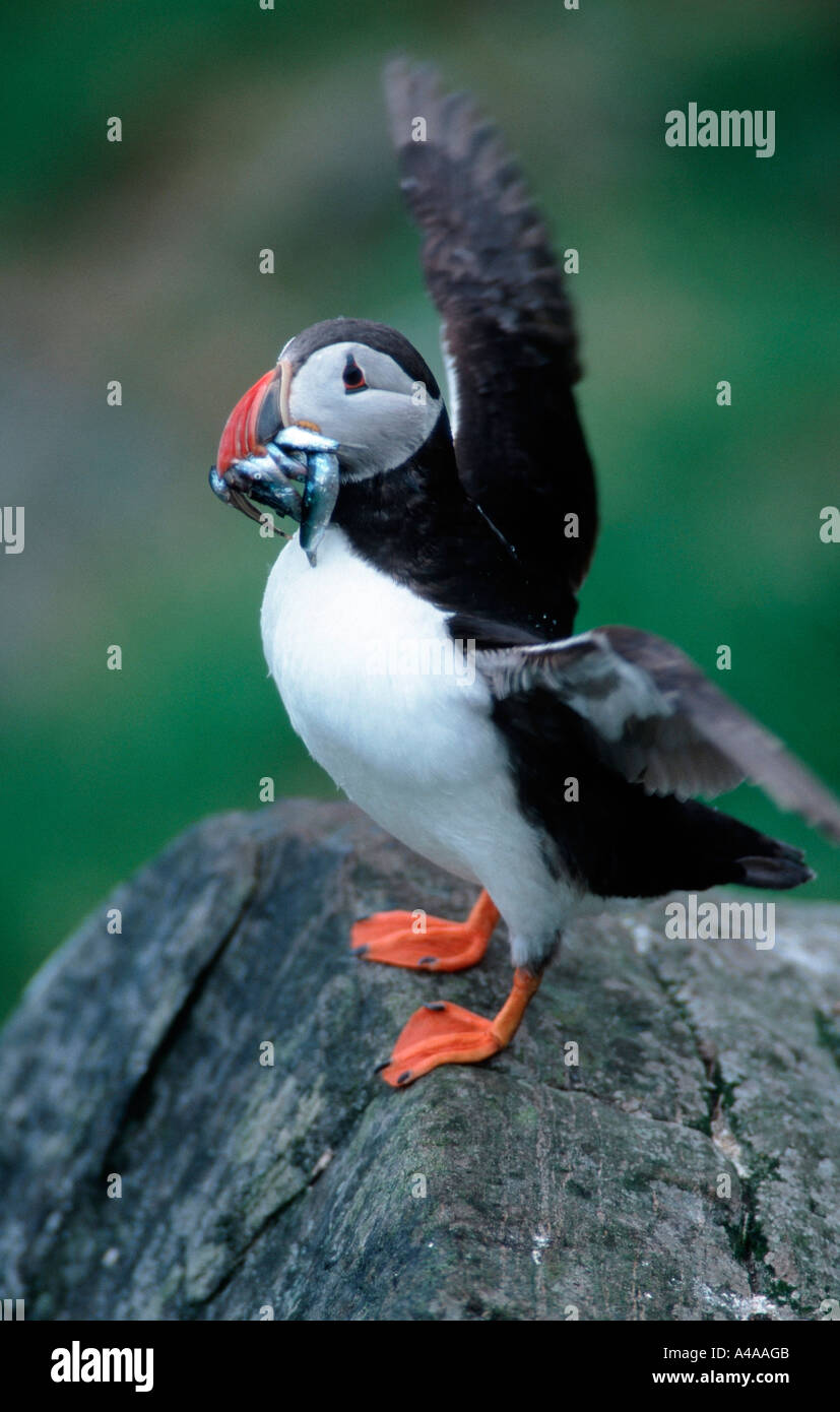 Atlantic puffin bird standing hi-res stock photography and images - Alamy