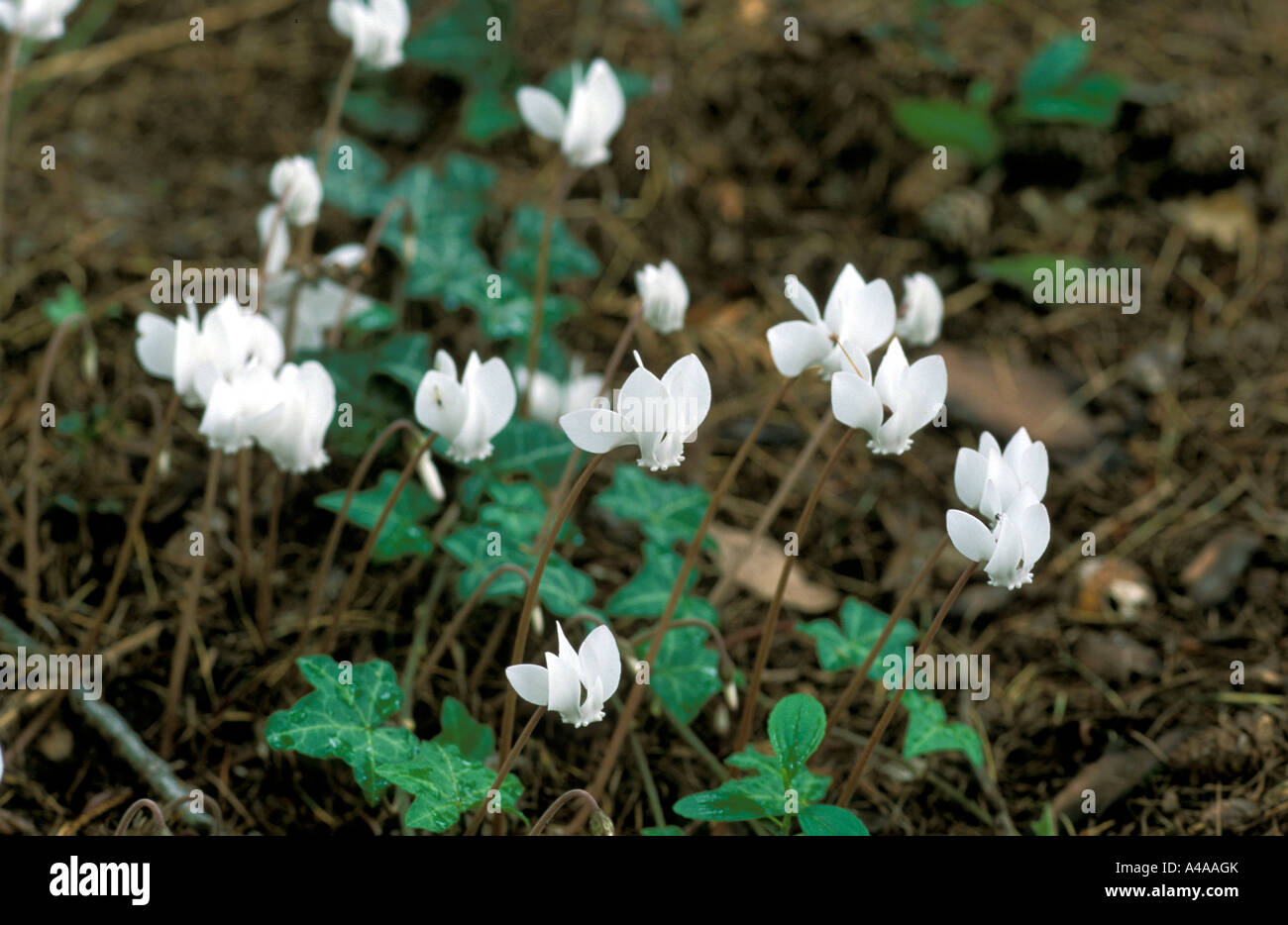 Cyclamen derifolium albiflorum Stock Photo