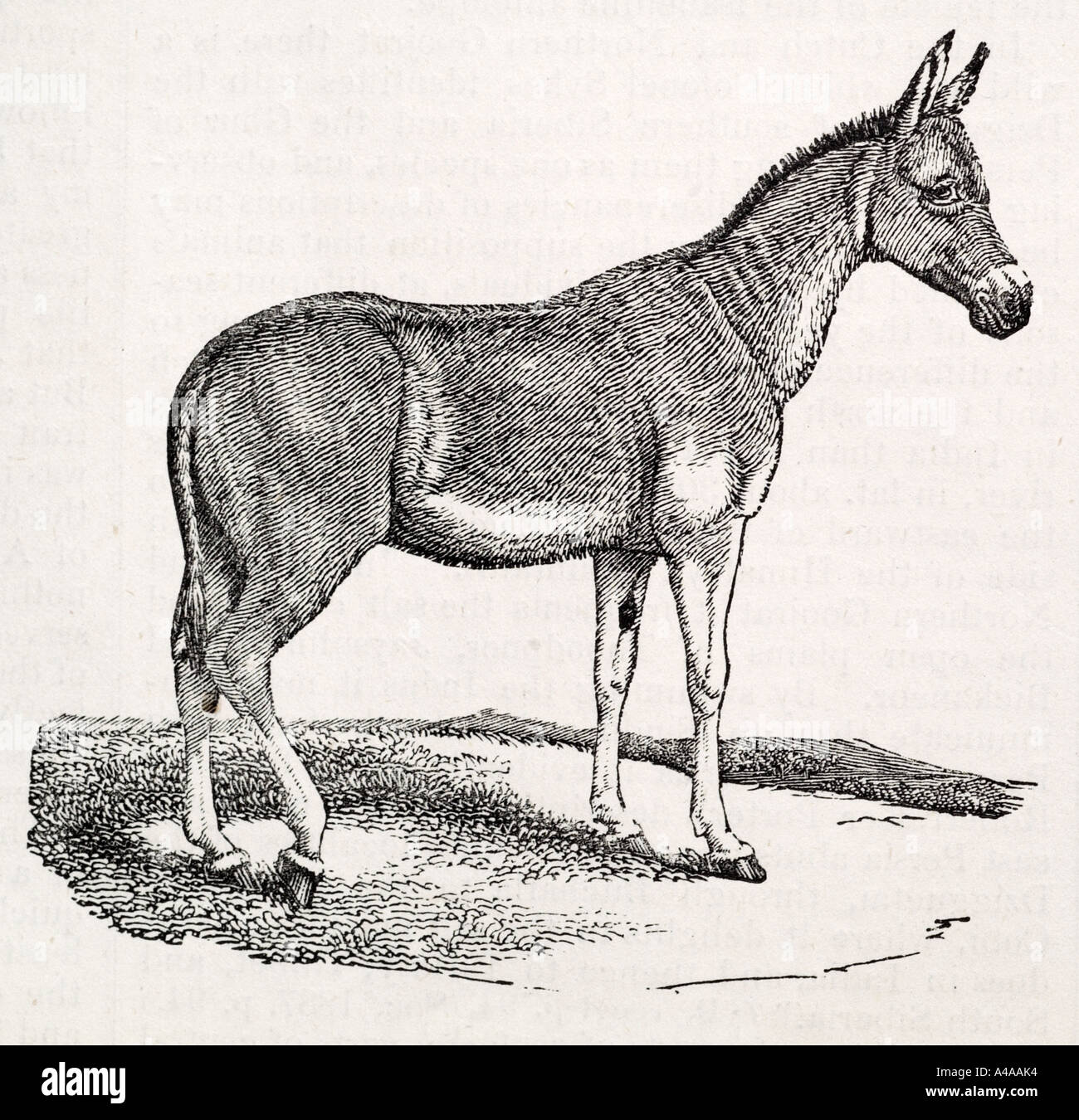 dzigguetai horse herbivore large big herd mammal wildlife Nature