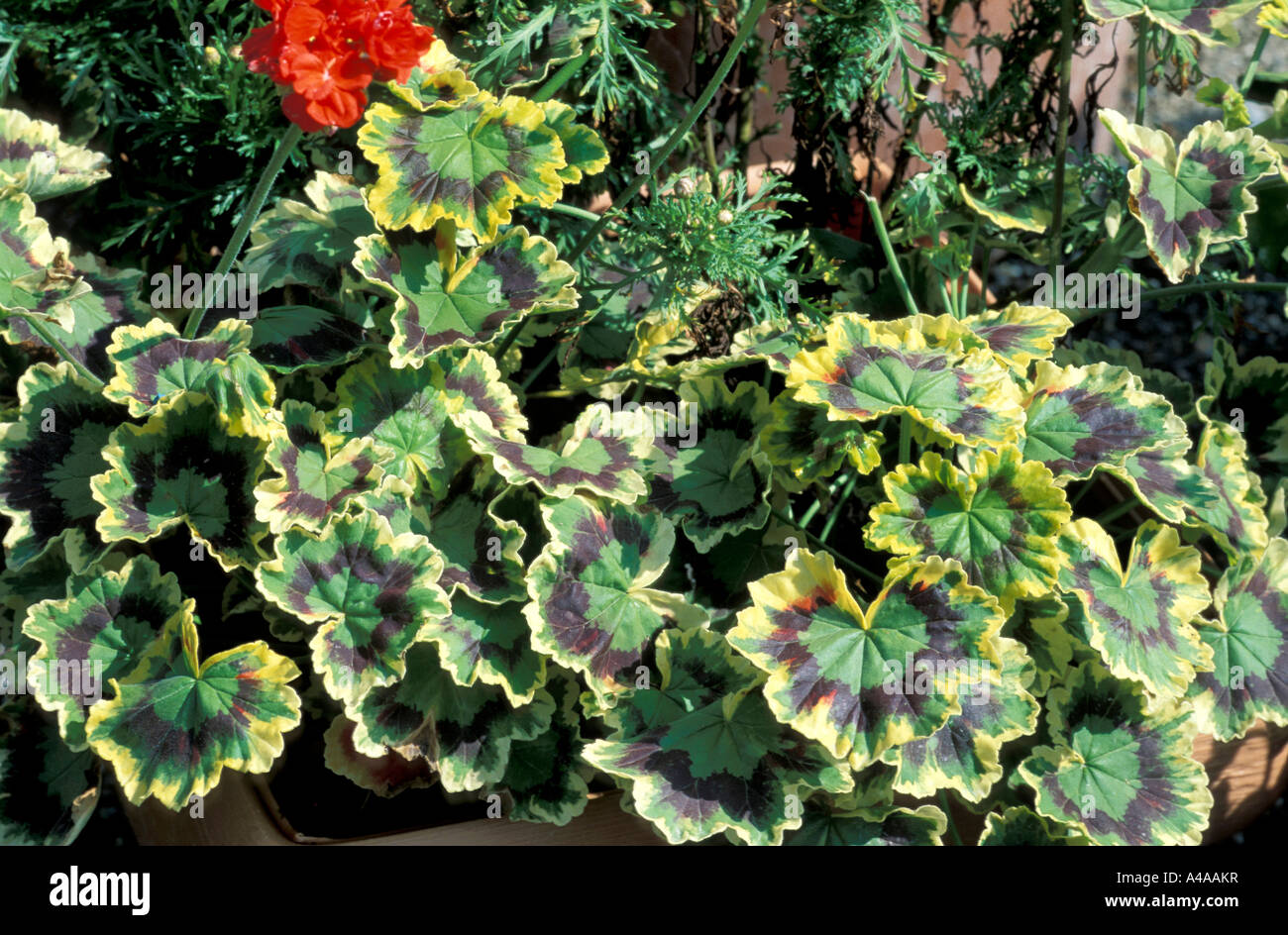 Pelargonium zonali Exotica Tricolor Stock Photo