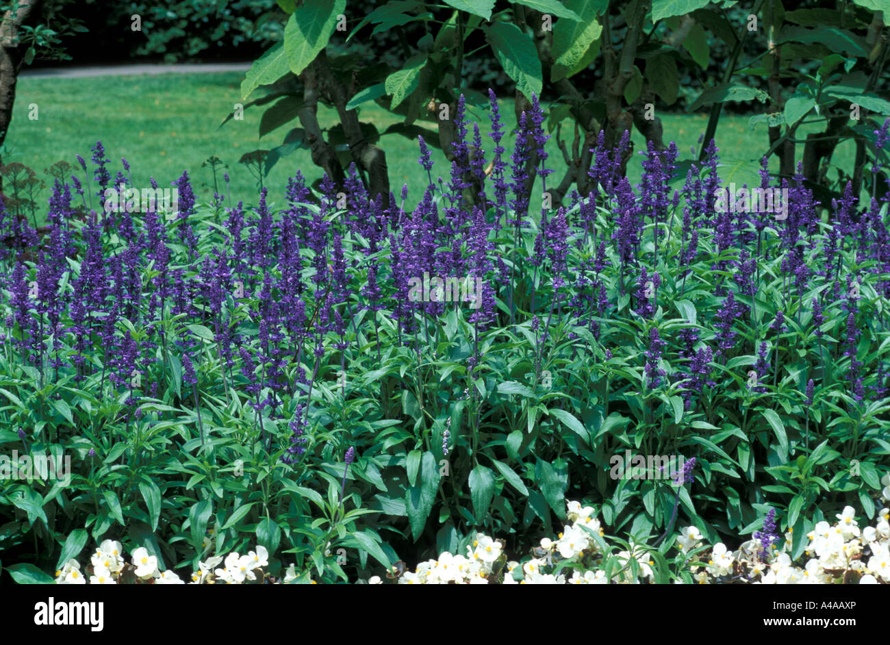Salvia Farinacea Victoria Stock Photo