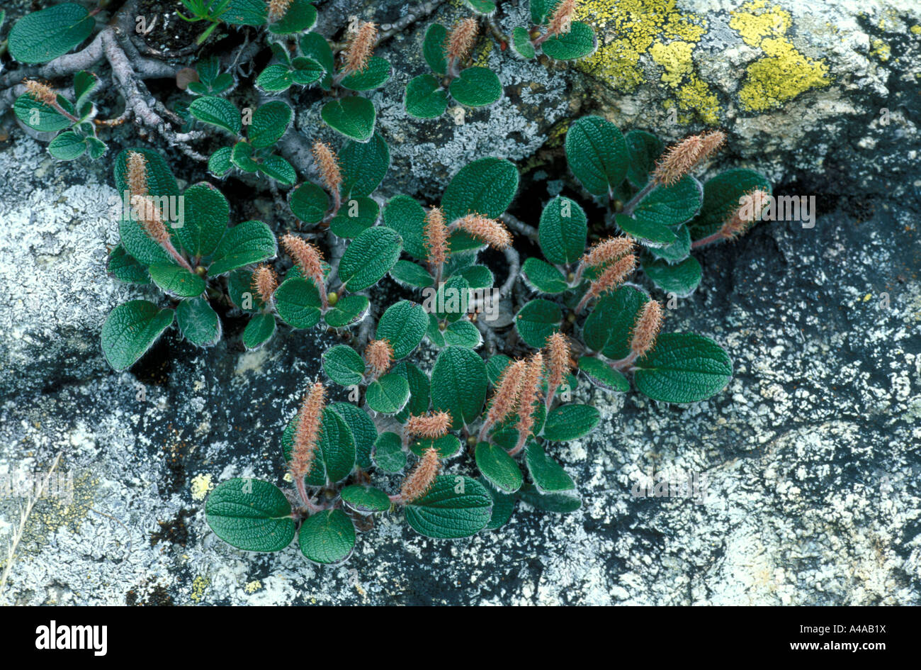 Salix Reticulata Stock Photo