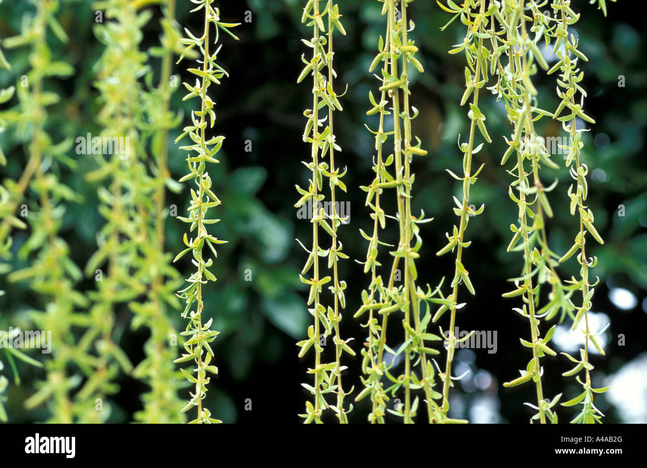 Salix x Sepulcralis Chrysocoma Stock Photo