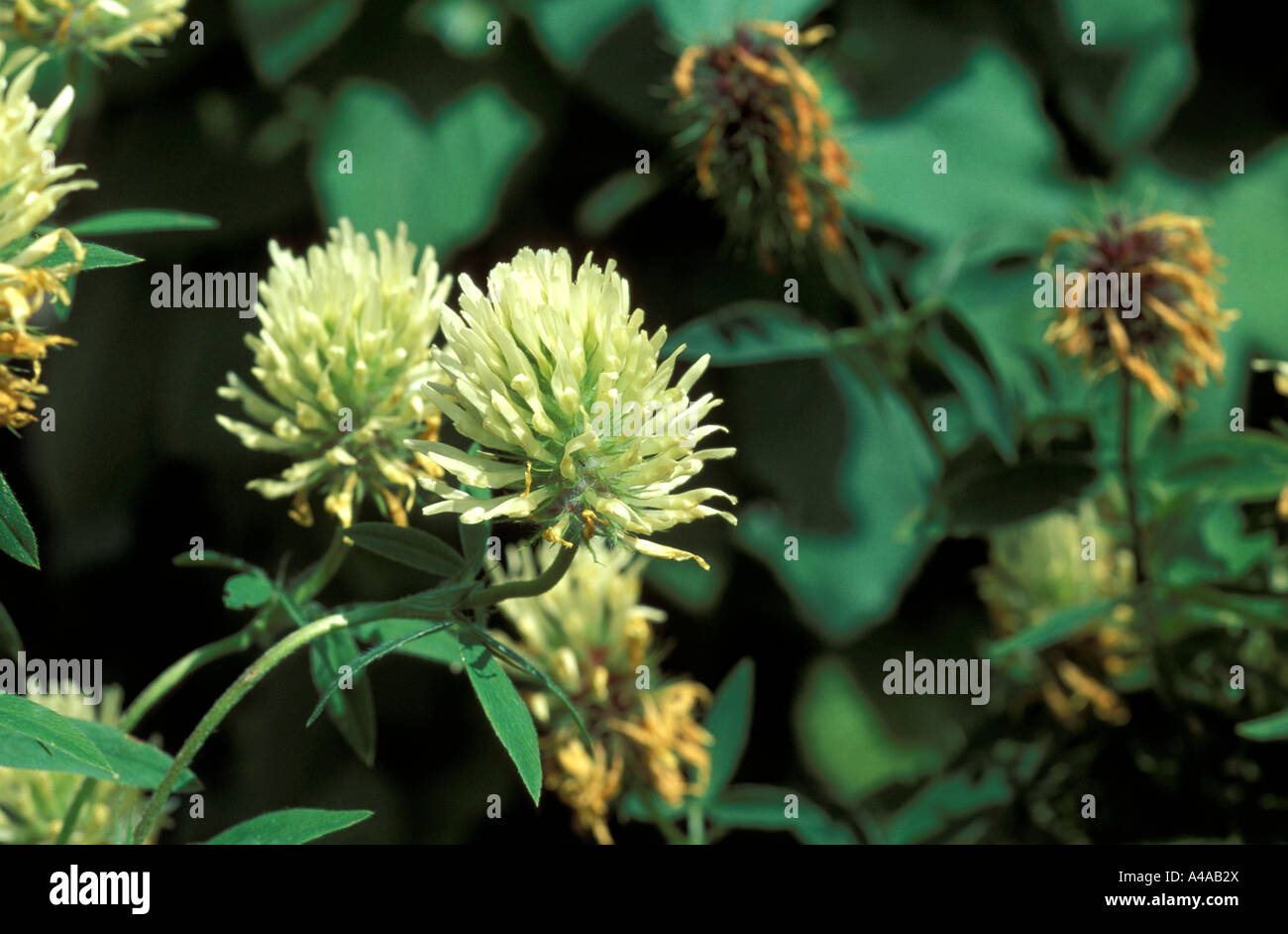 Trifolium Pannonicum Stock Photo