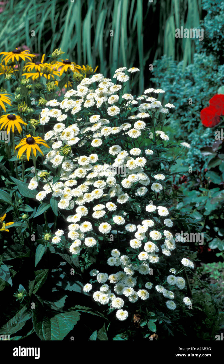 Tanacetum Parthenium Plenum Stock Photo