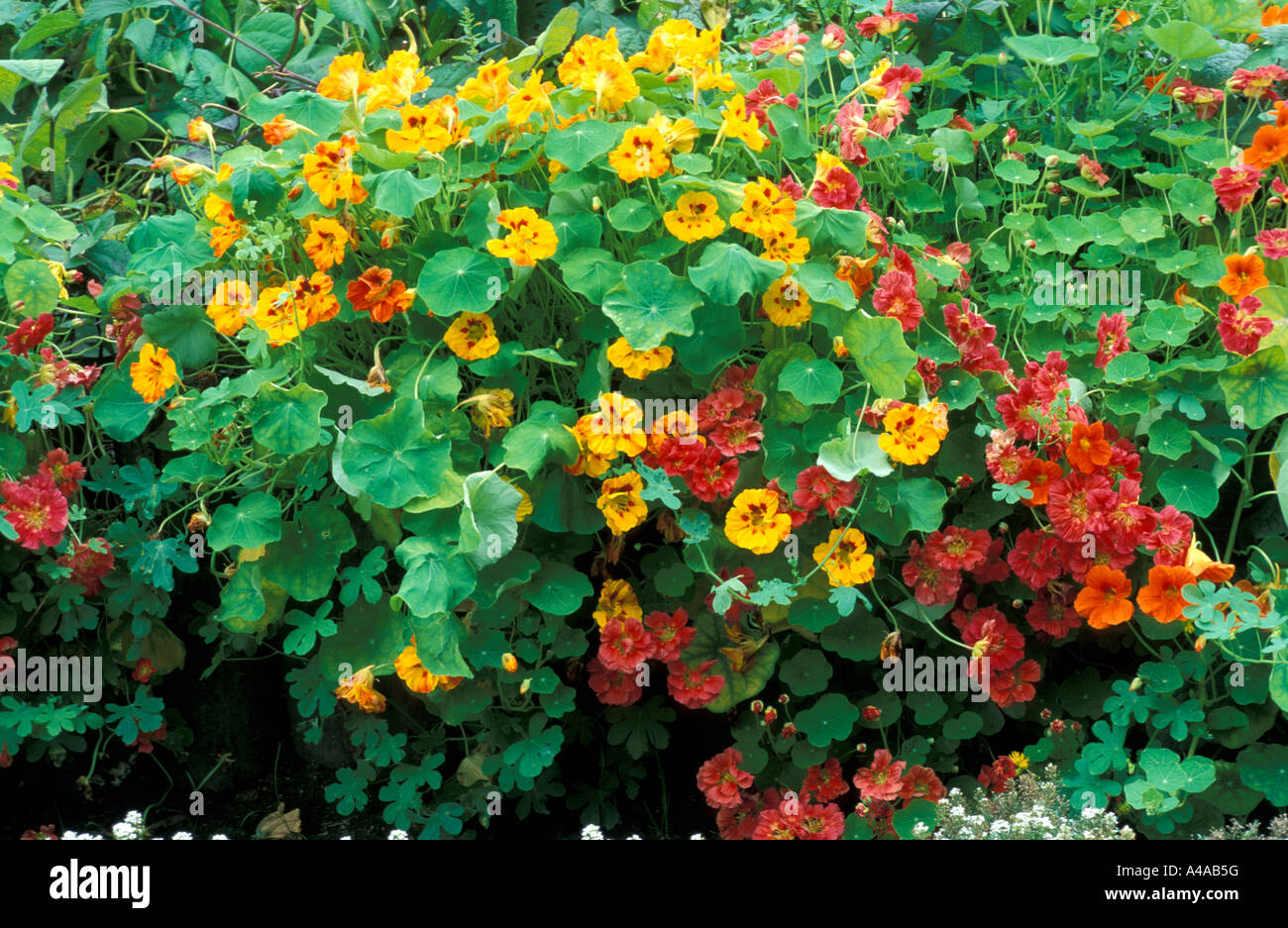 Tropaeolum Majus Jewel Stock Photo