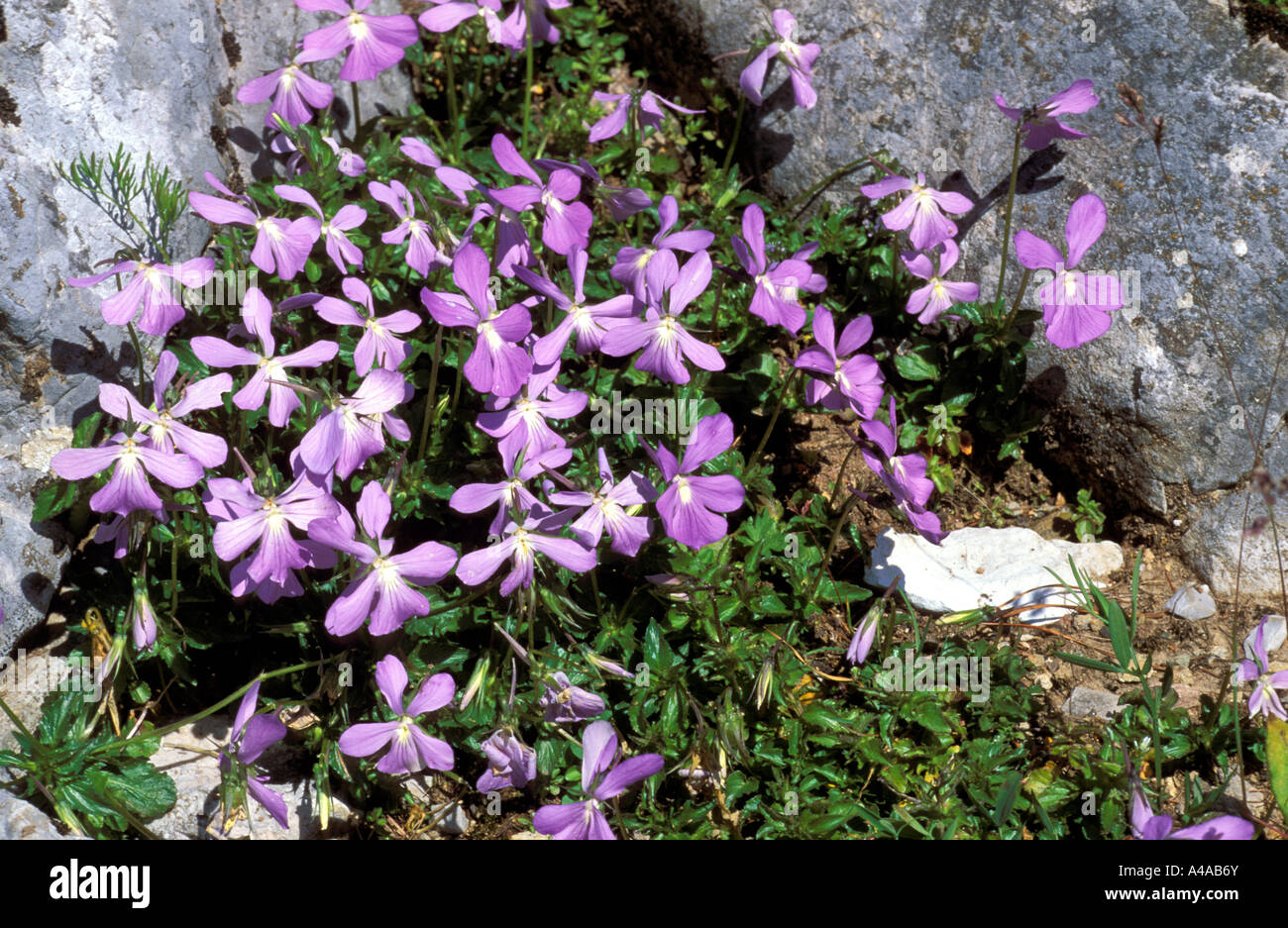 Viola Cornuta Stock Photo