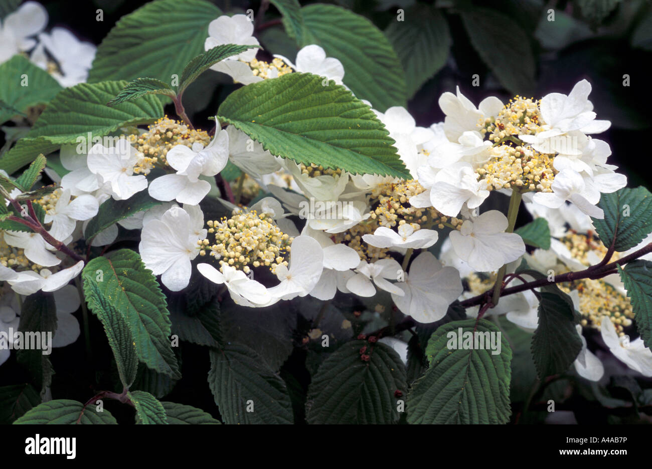 viburnum-plicatum-mariesii-stock-photo-alamy