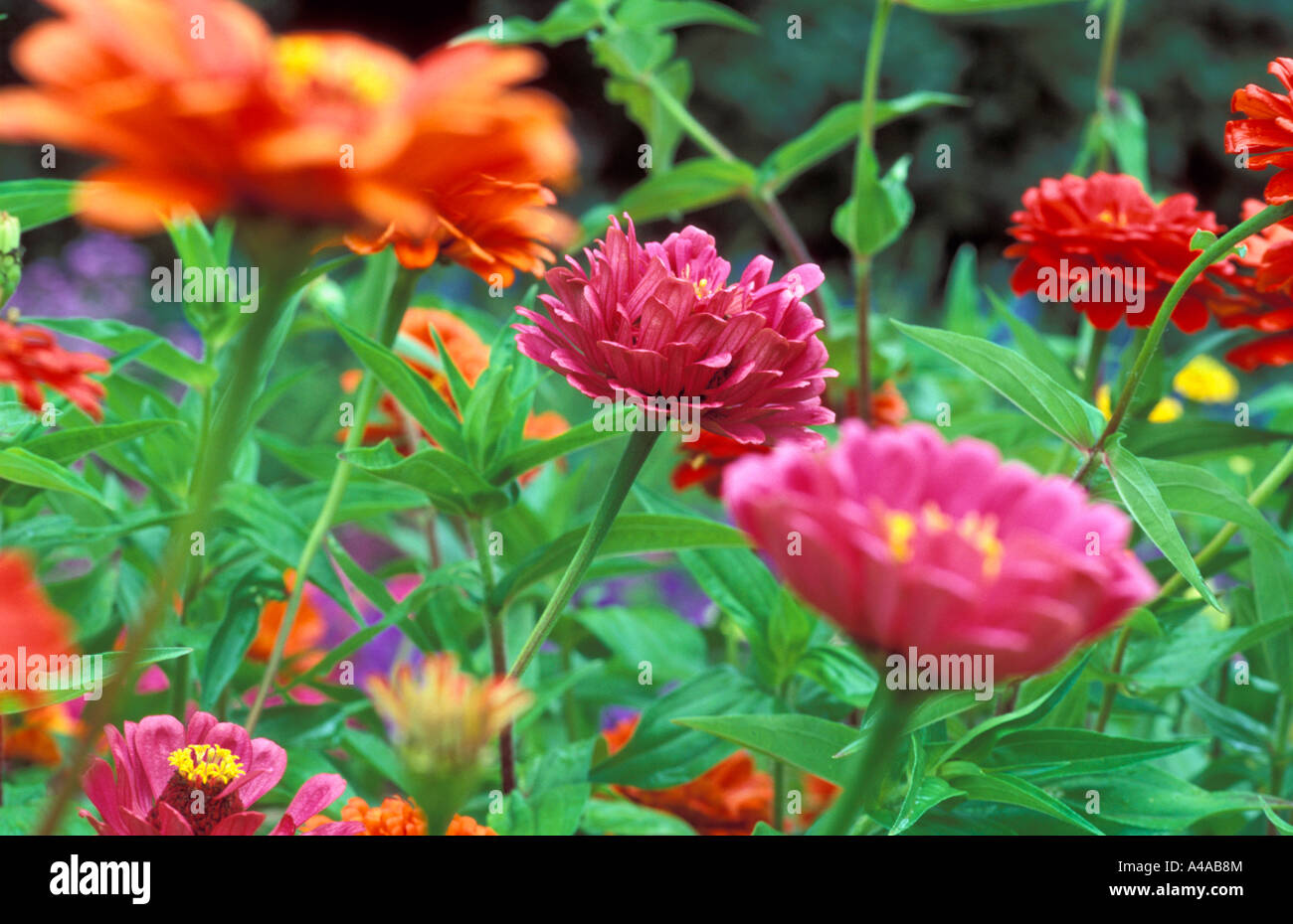 Zinnia Elegans Stock Photo