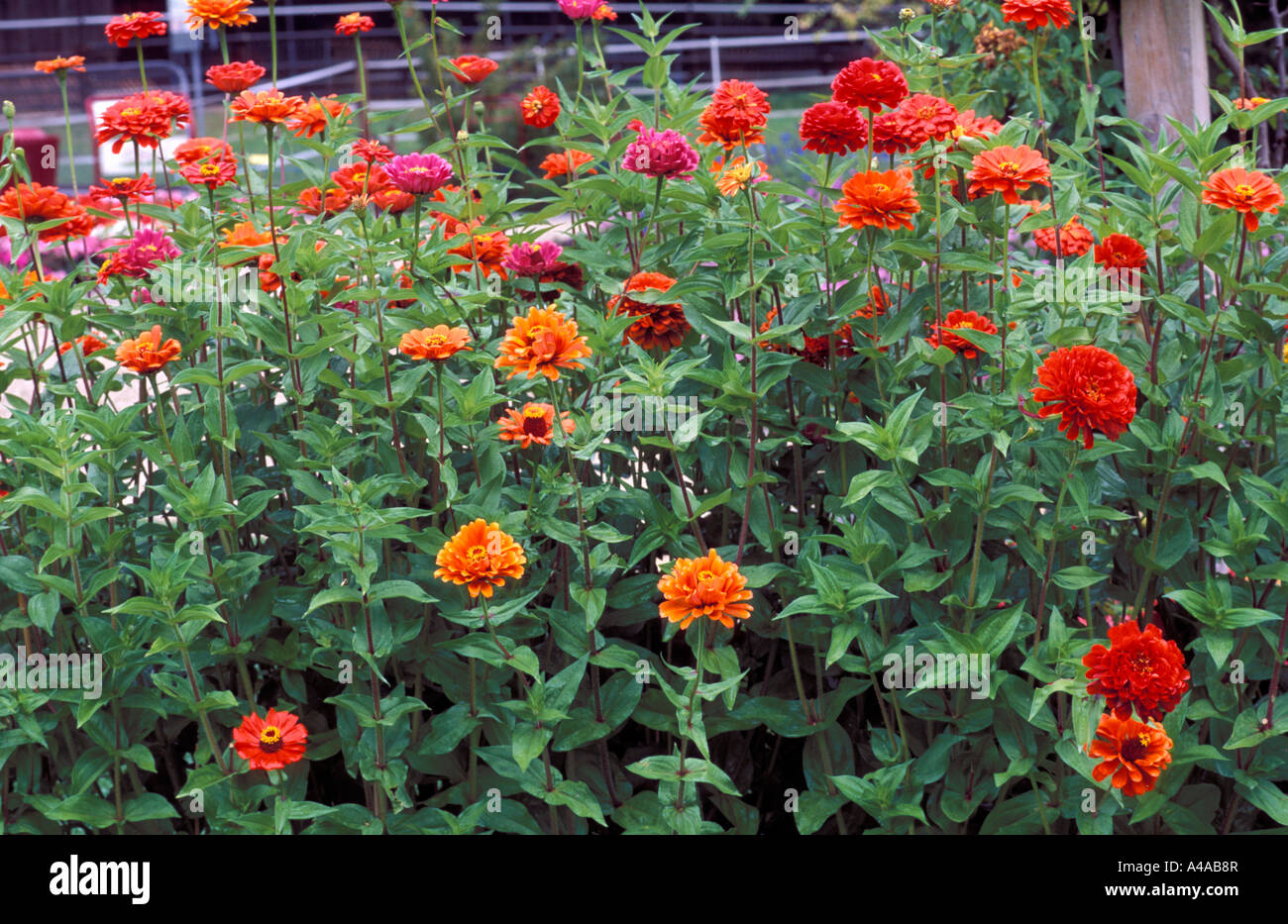 Zinnia Elegans Stock Photo