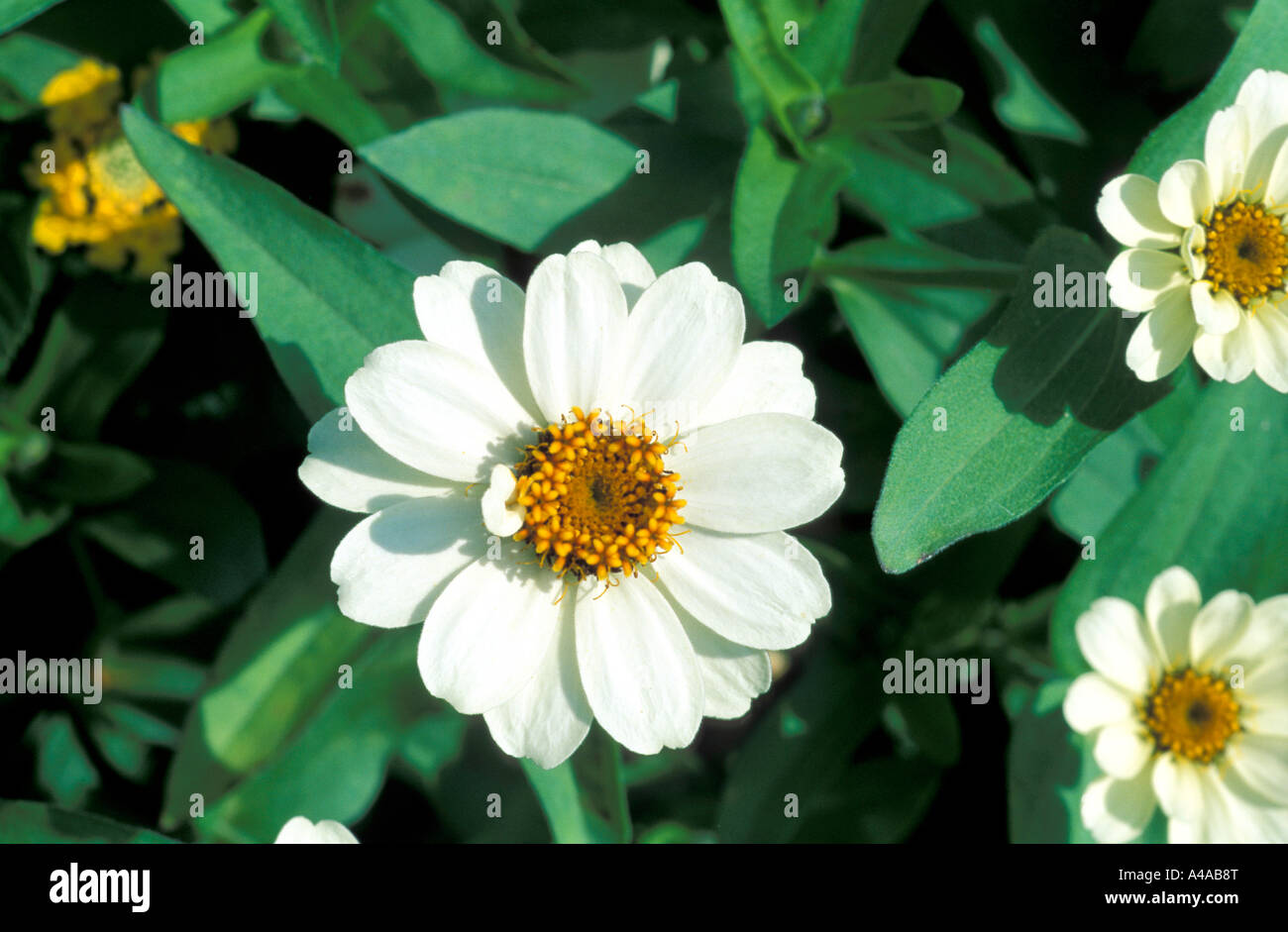Zinnia Haageana Star White Stock Photo Alamy