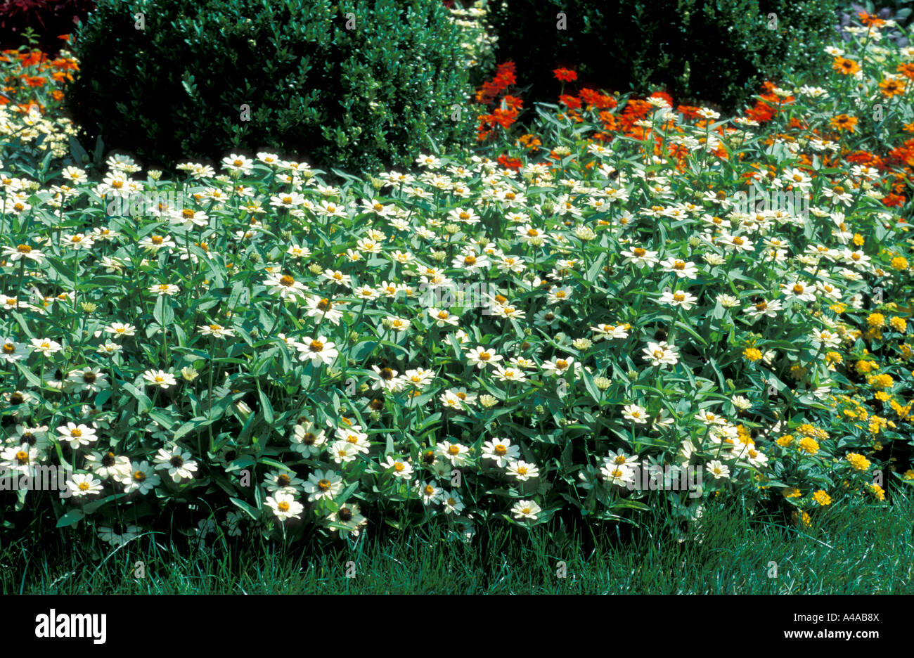 Zinnia Haageana Star White Stock Photo Alamy