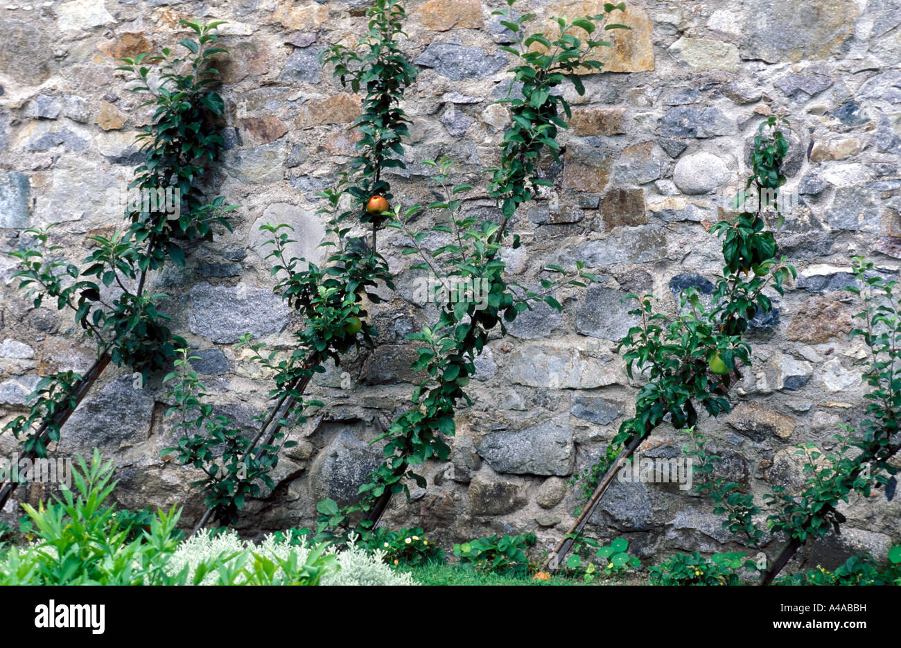 Apple trees in row Stock Photo
