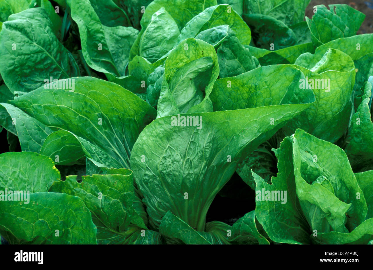 Pan di Zucchero chicory Poncho Stock Photo Alamy