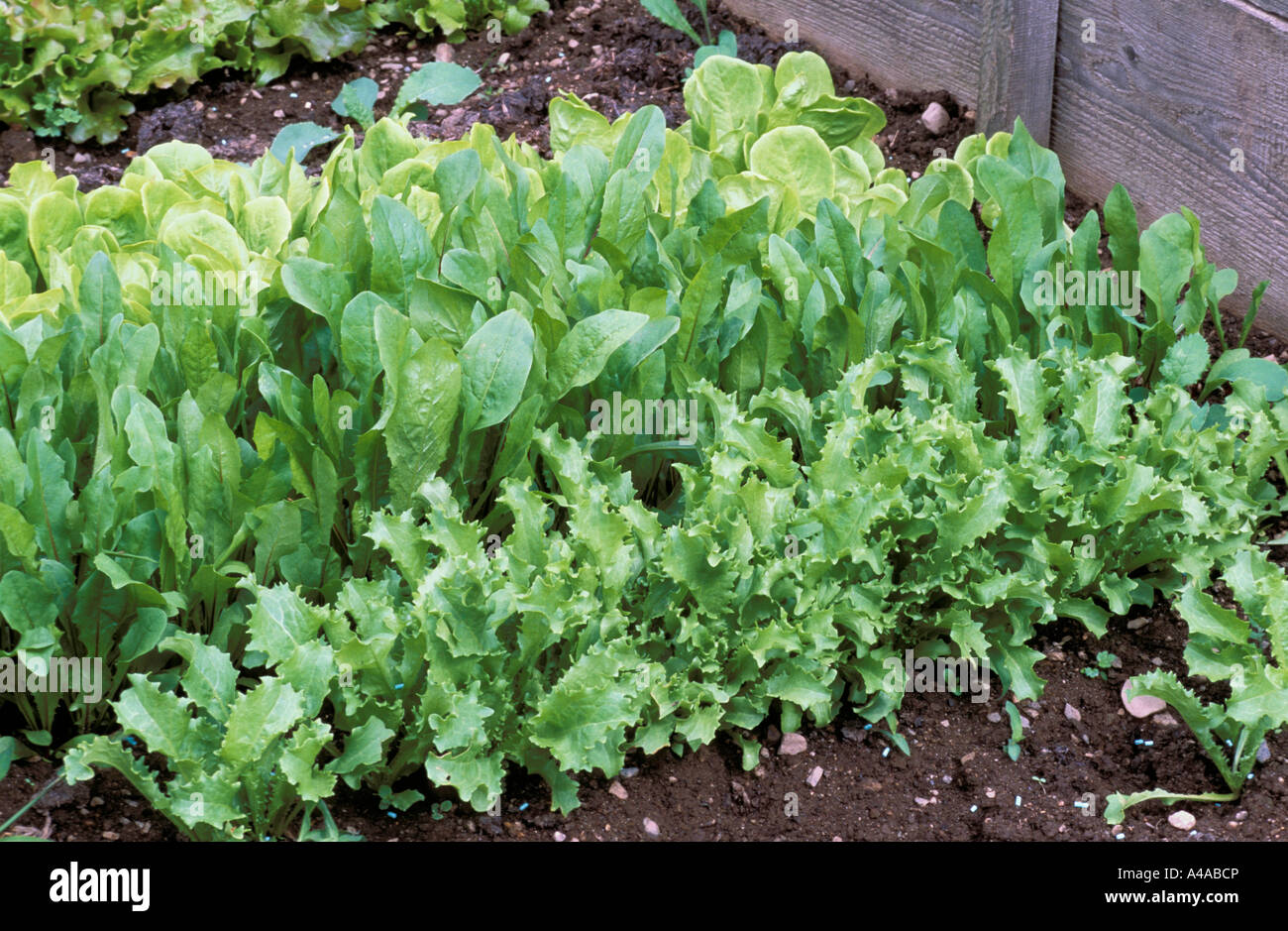 Chicories cultivated in cloche Stock Photo