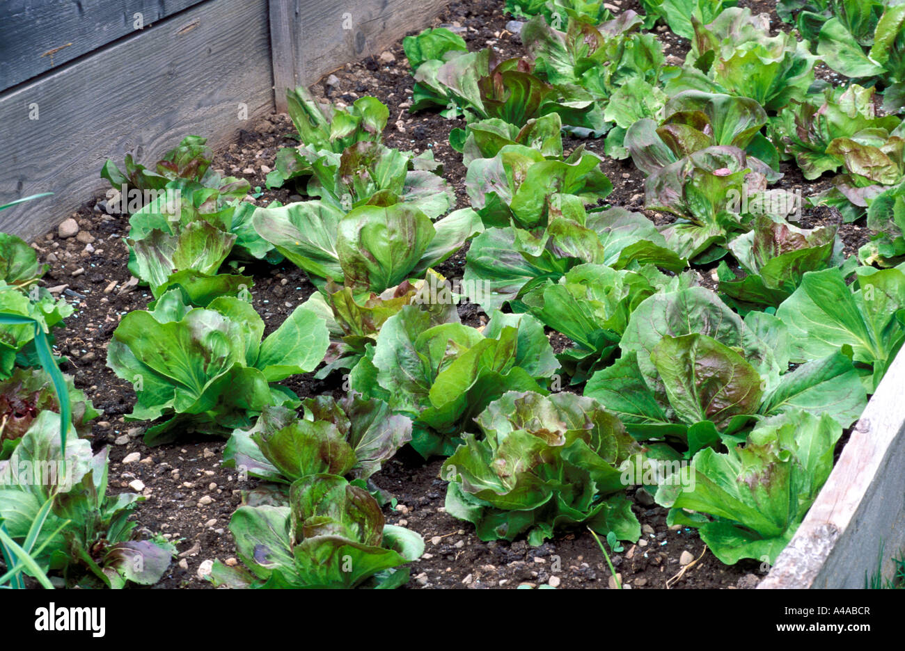 Chicory cultivated in cloche Stock Photo