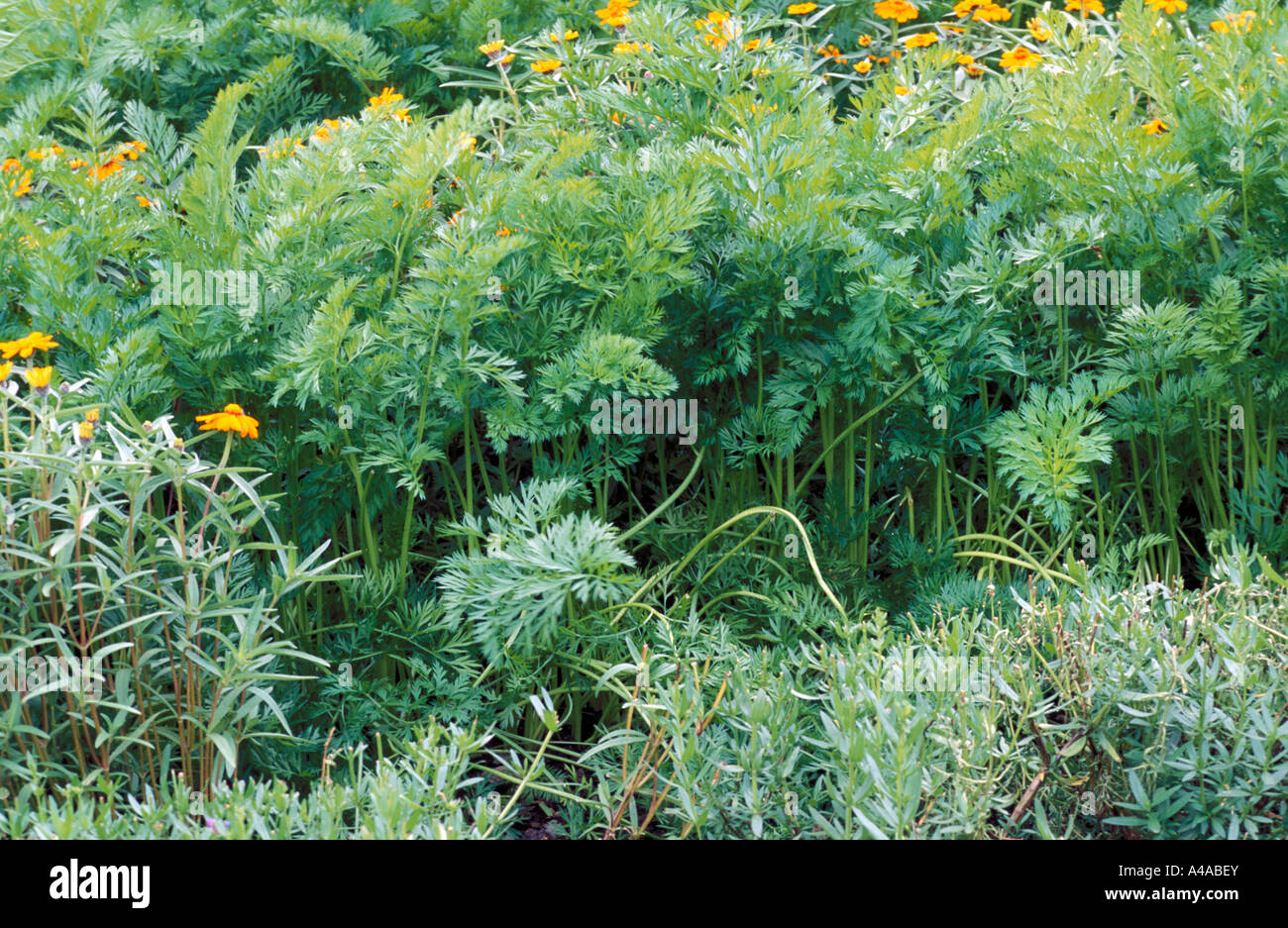 Daucus carota and Zinnie Stock Photo