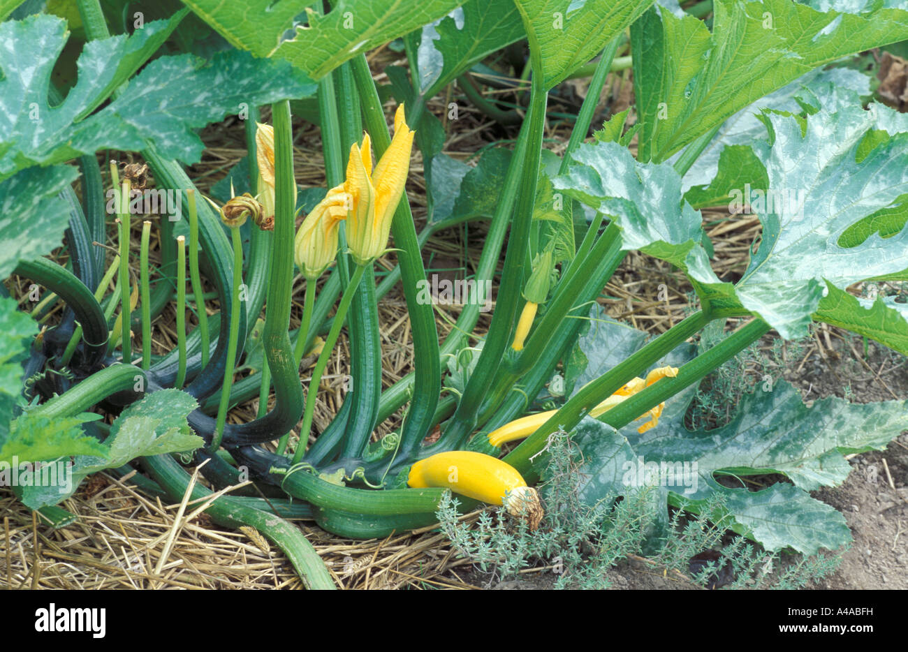 Cucurbita Pepo Gold Rush Stock Photo Alamy Cucurbita Pepo Gold Rush Stock Photo Alamy