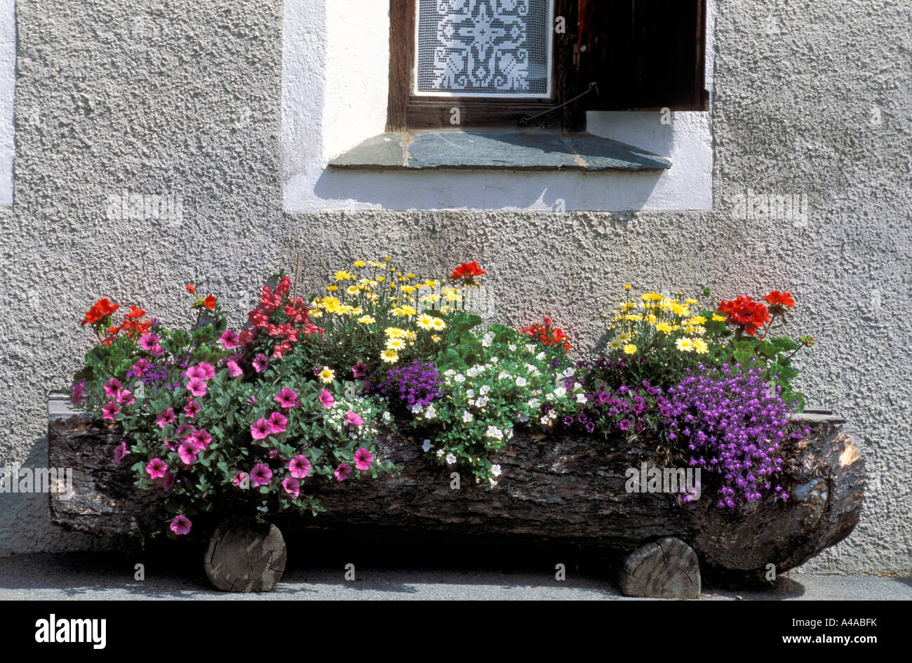 Flower pot holder with petunias pelargonium and argyranthemum Stock Photo