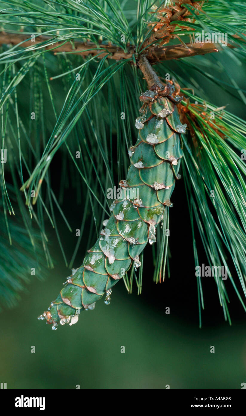 Eastern White Pine / Weeping White Pine Stock Photo Alamy