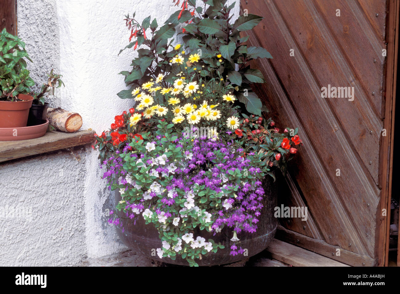 Pot with petunias lobelia impatiens argyranthemum fuchsia Stock Photo