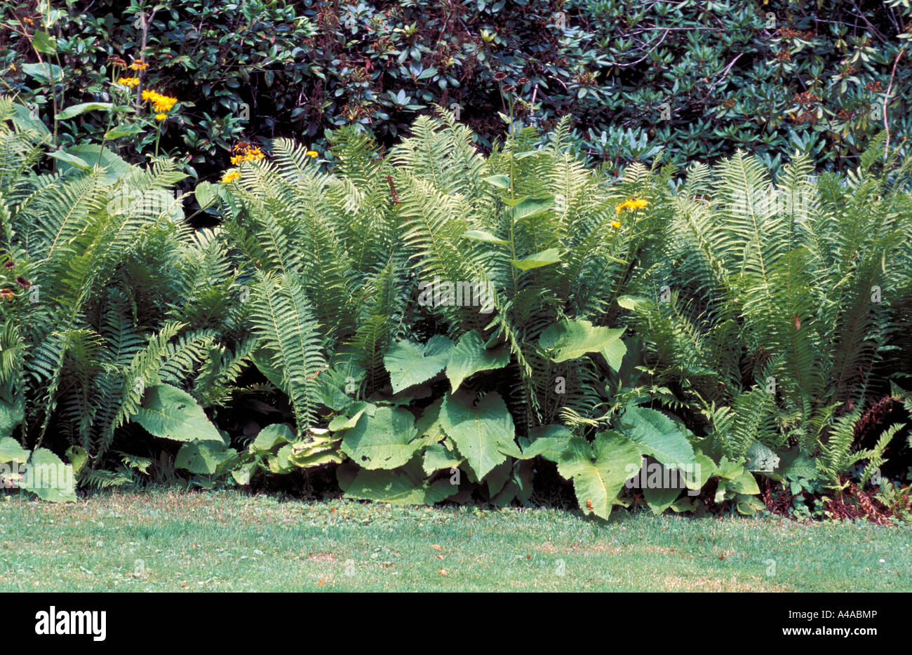 Flowerbed with fern Stock Photo
