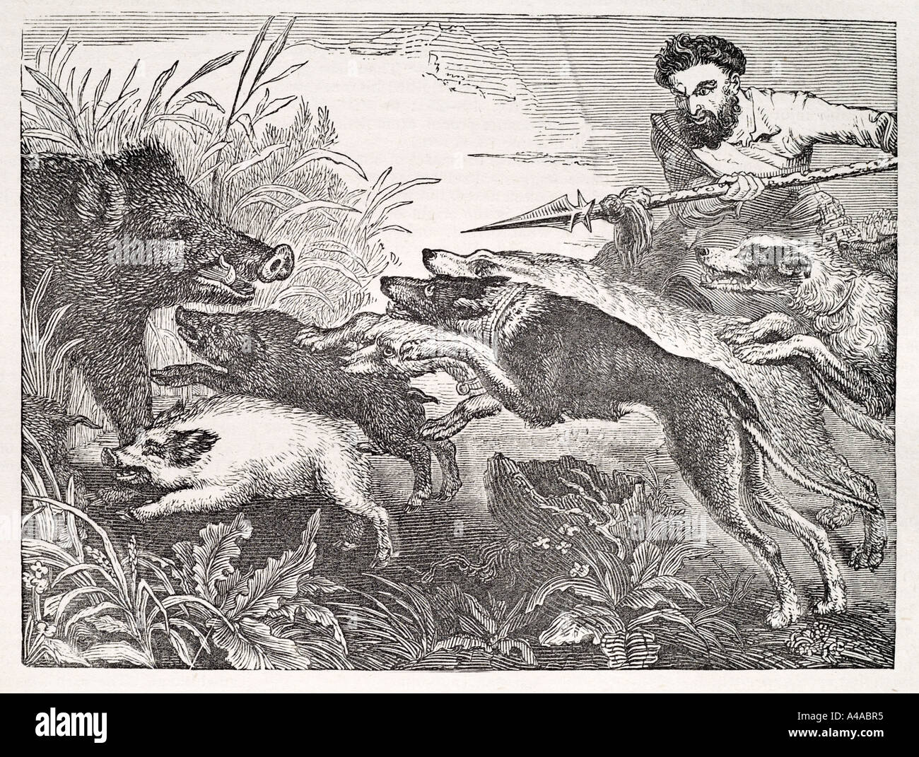 Rottweiler hog hot sale hunting