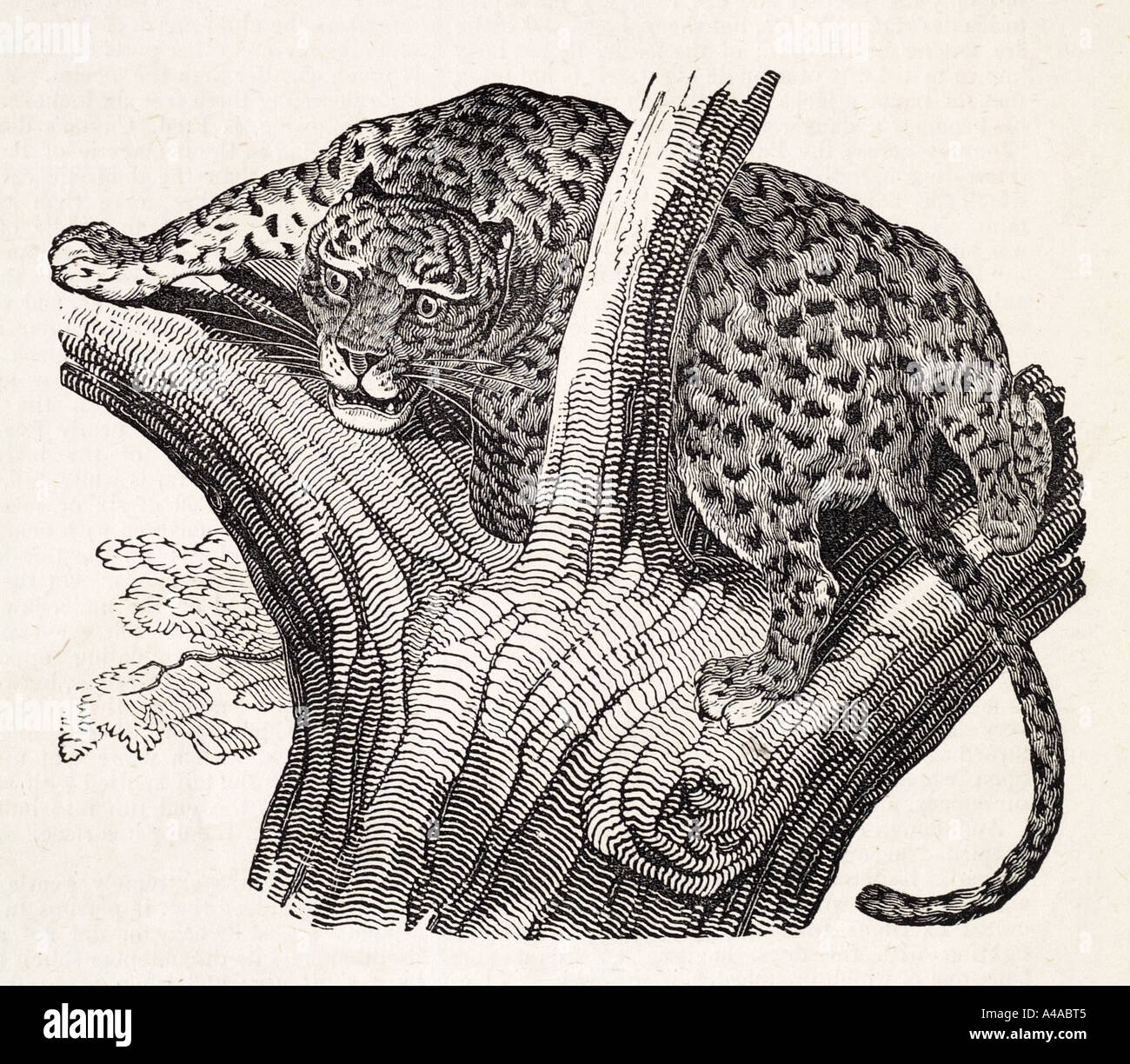 Big cat drawing hi-res stock photography and images - Alamy