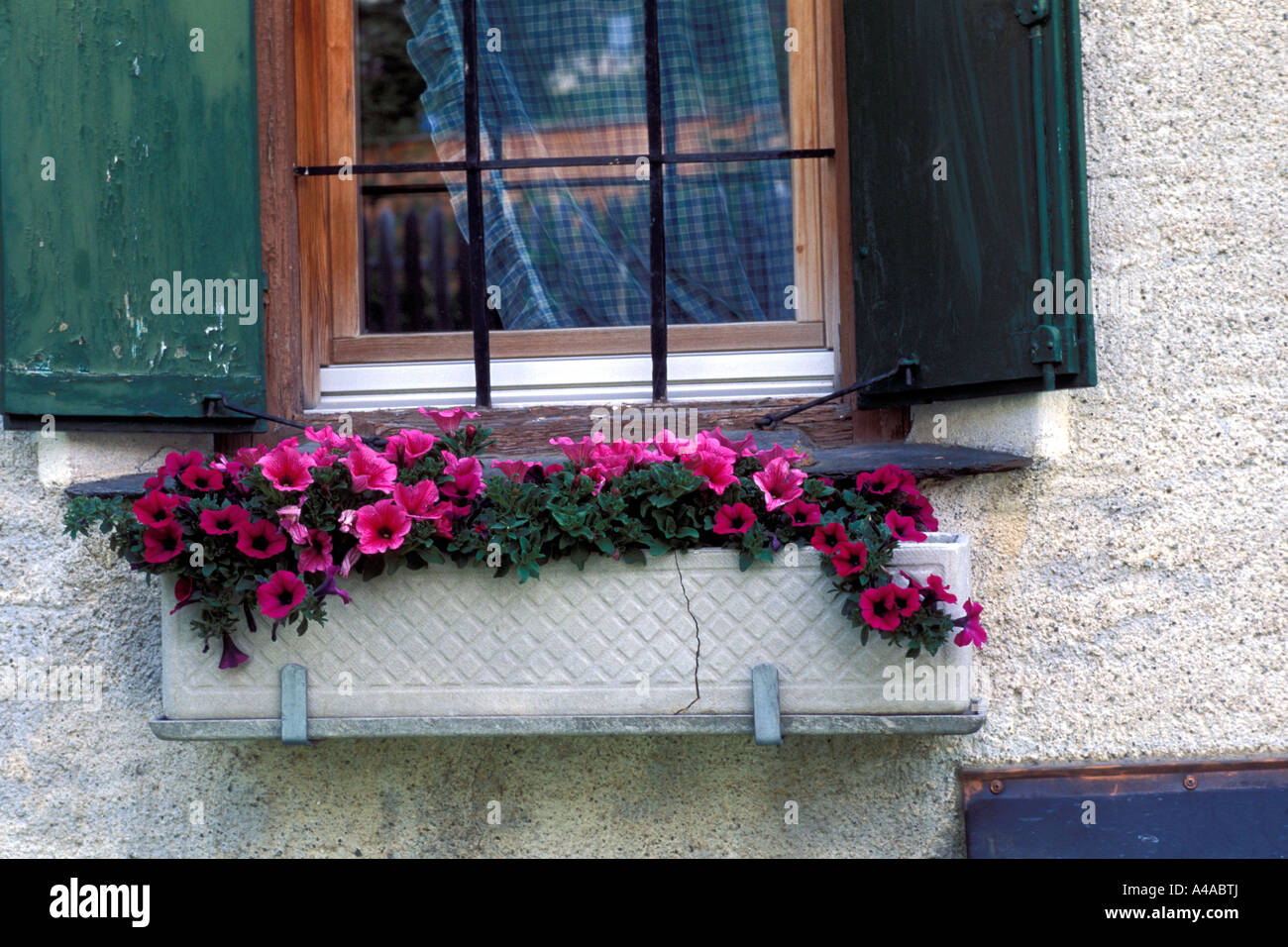 Flower pot with petunias Stock Photo