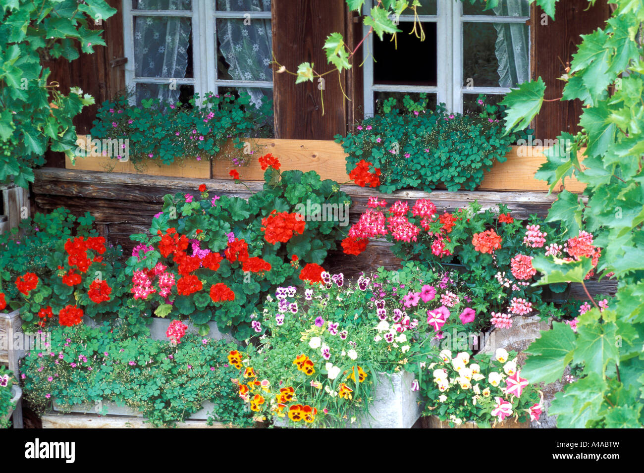 Windows with pelargonium oxalis violas and vine Stock Photo Alamy